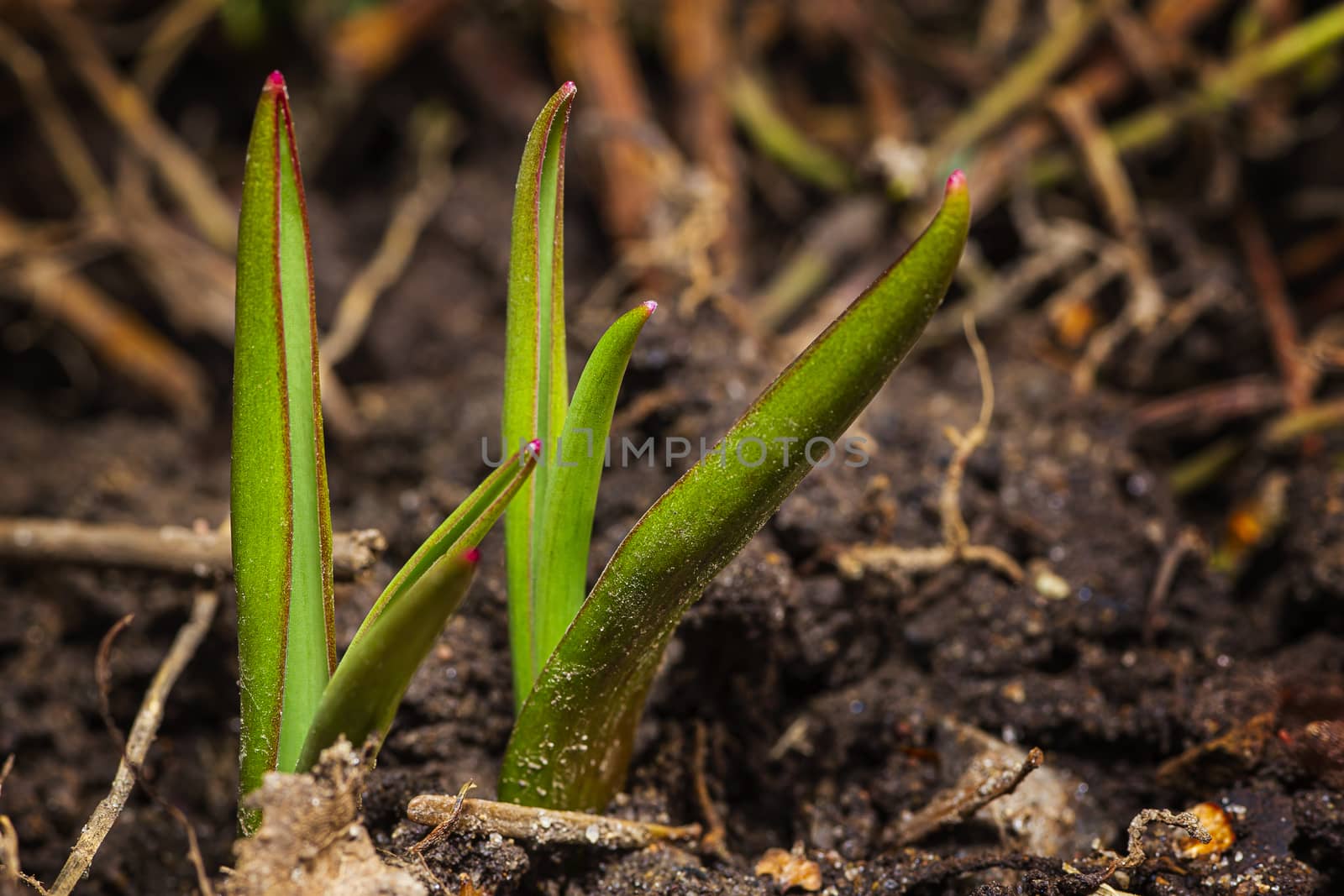 tulip sprout by mypstudio