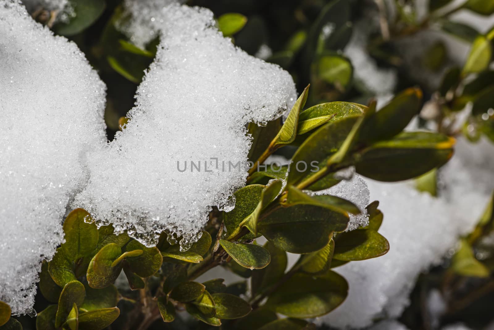 small leaf and snow by mypstudio