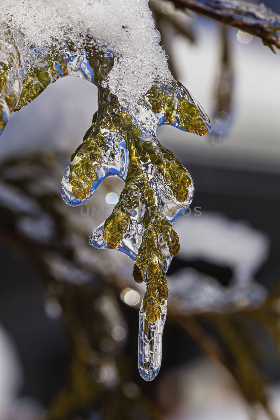 macro shot of a ice covered cedar branch