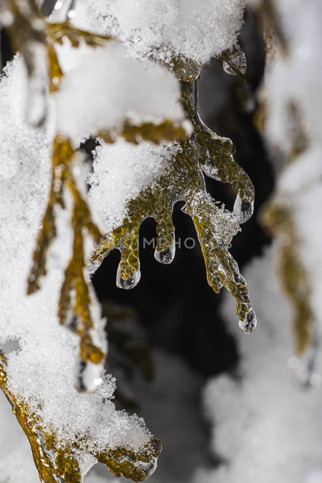 macro shot of a snow and ice covered cedar branch