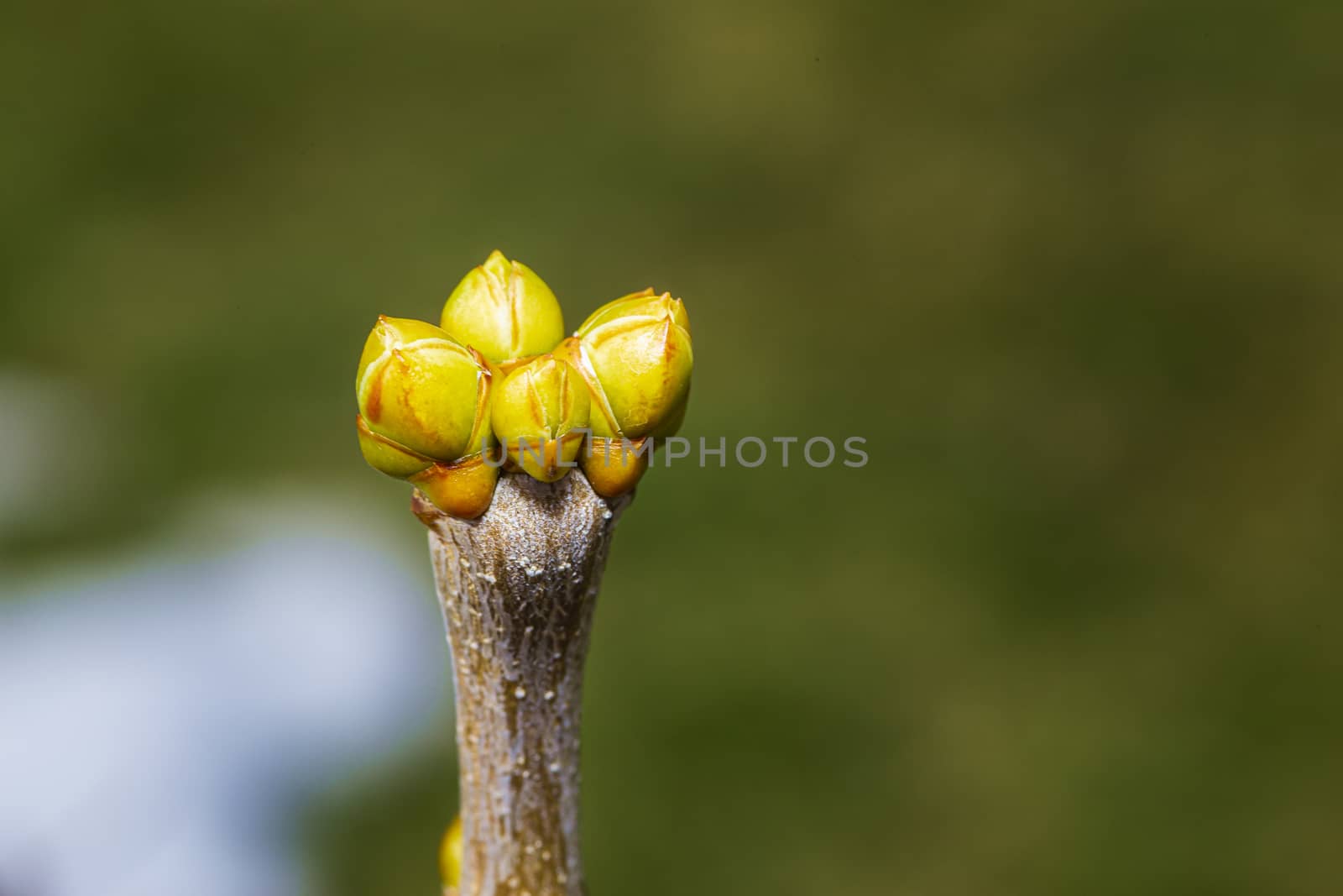 macro shot of small lilac buds on the branch 
