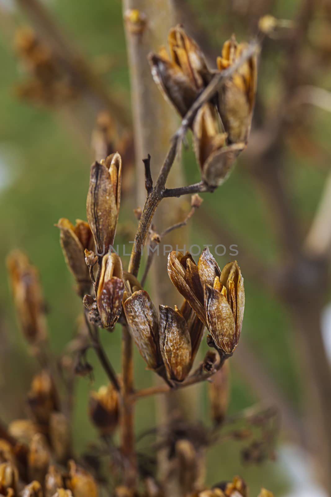 Macro view of lilac seed husk against a green background