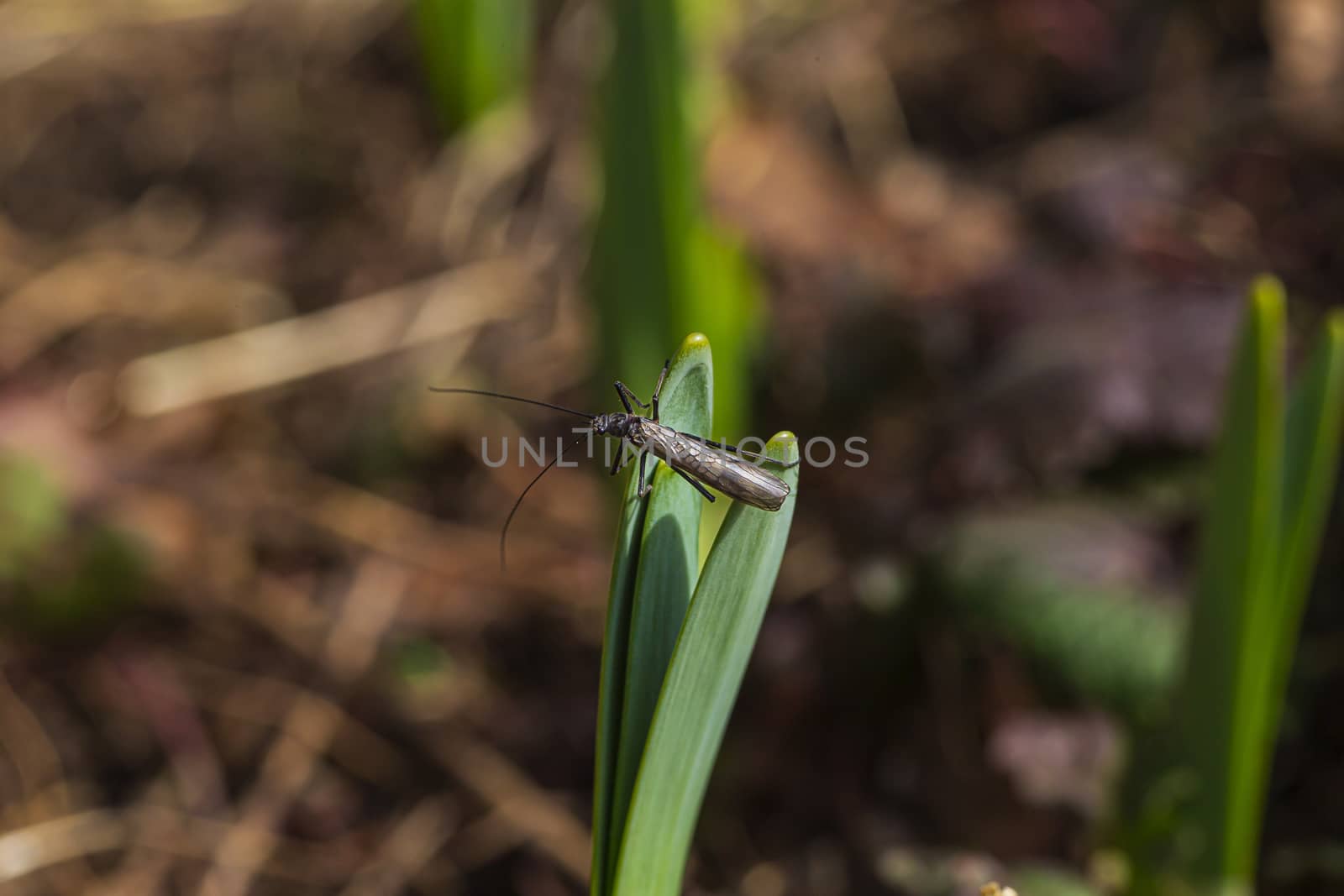 Spring Stoneflies on sprout by mypstudio