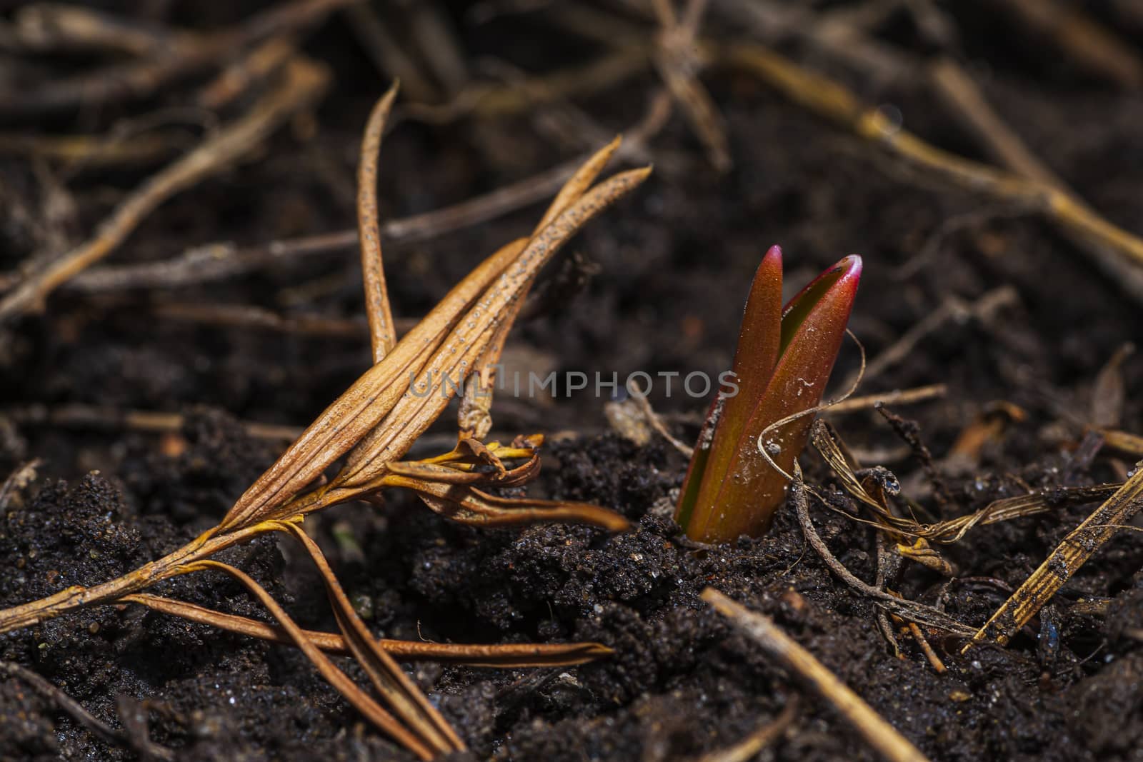 Red Tulip Sprout by mypstudio