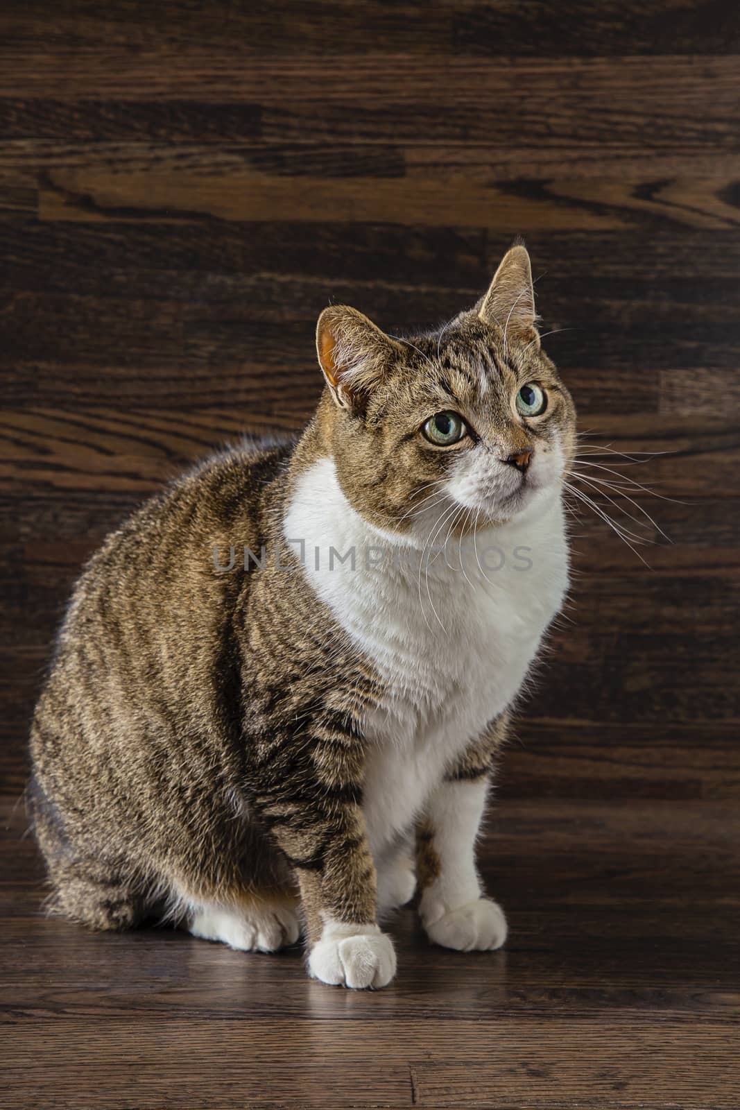 Small tabby cat against a dark wood background