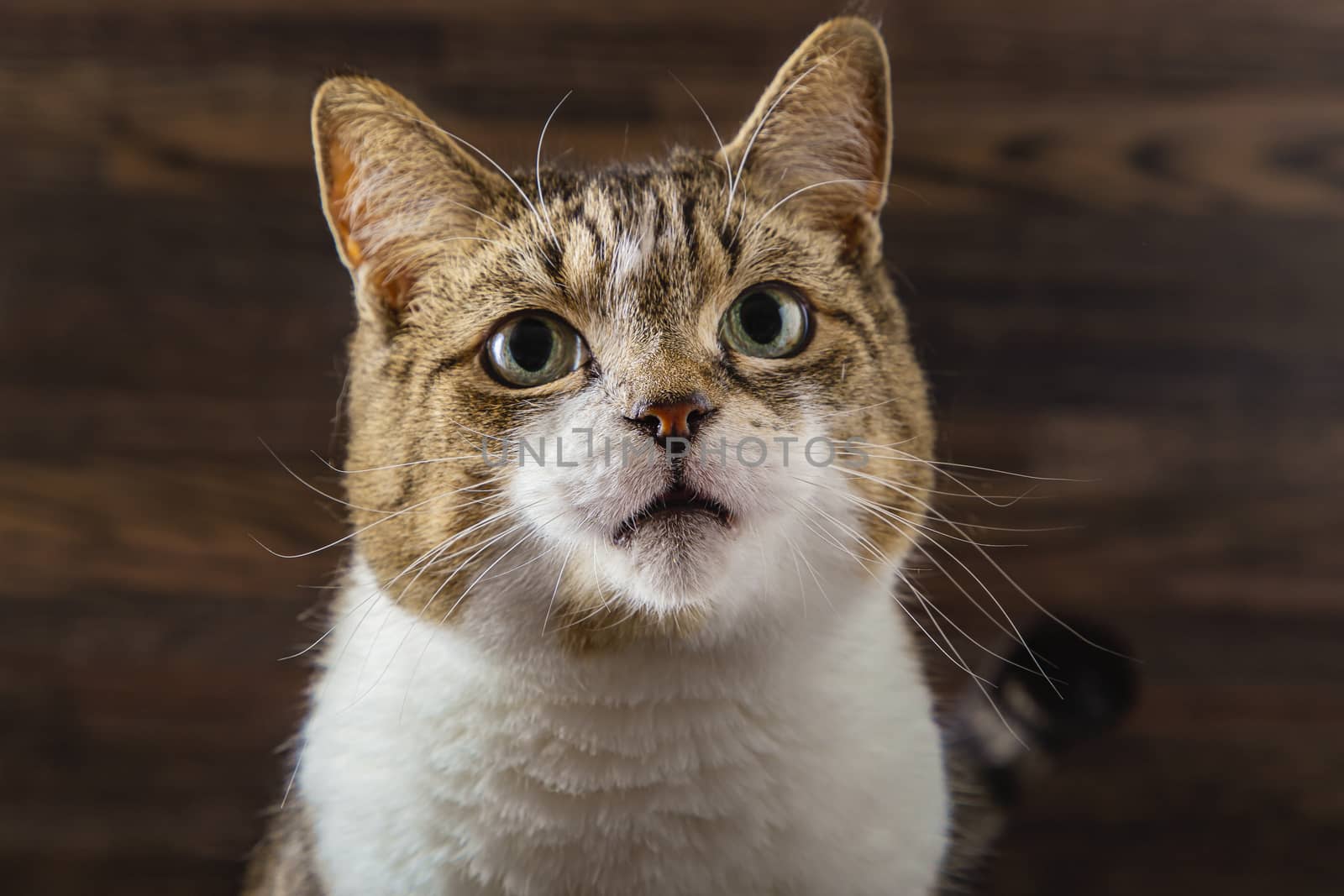 Portrait of a tabby cat against a dark wood background