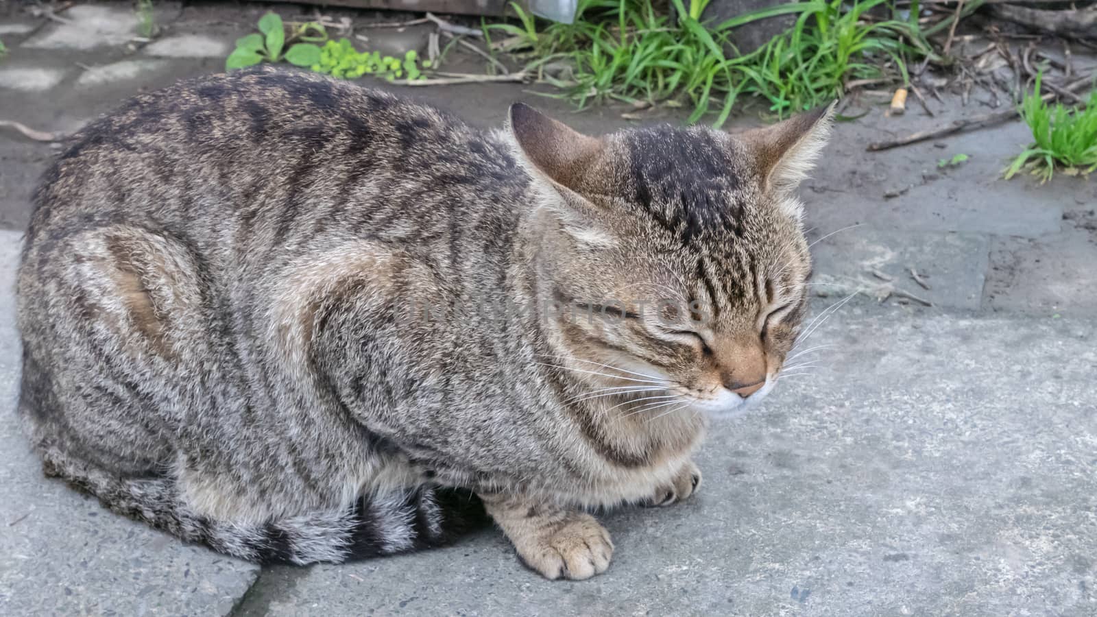 The beautiful of sleeping cat sit on garden ground.