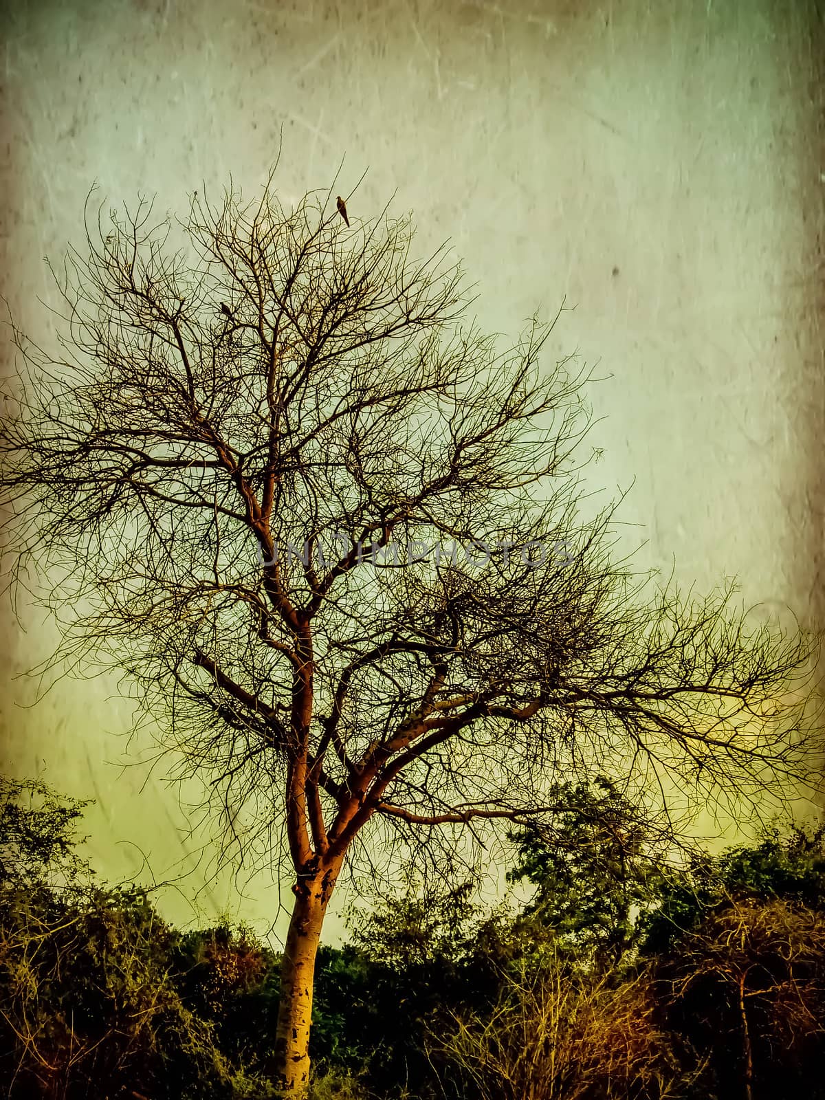 Deciduous tree in India image.