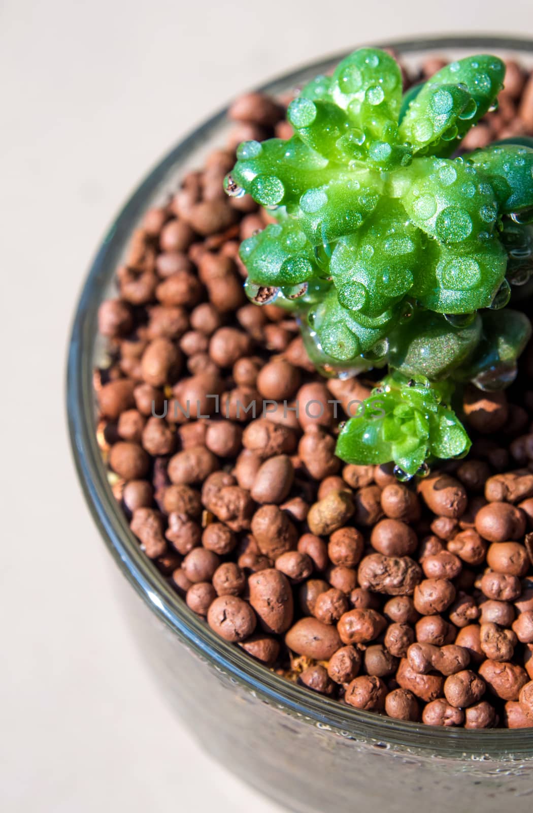 Succulent plant corsican stonecrop, anacamp, freshness leaves of Anacamp seros grow in the glass pot