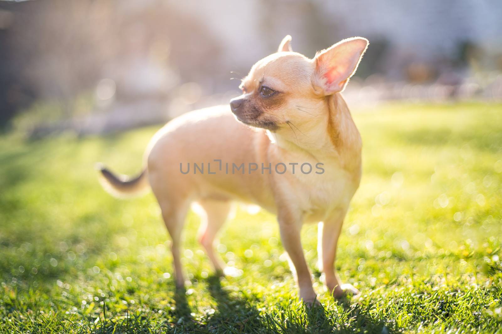 Beige chihuahua dog on green grass background with sunrays, faded look. by petrsvoboda91