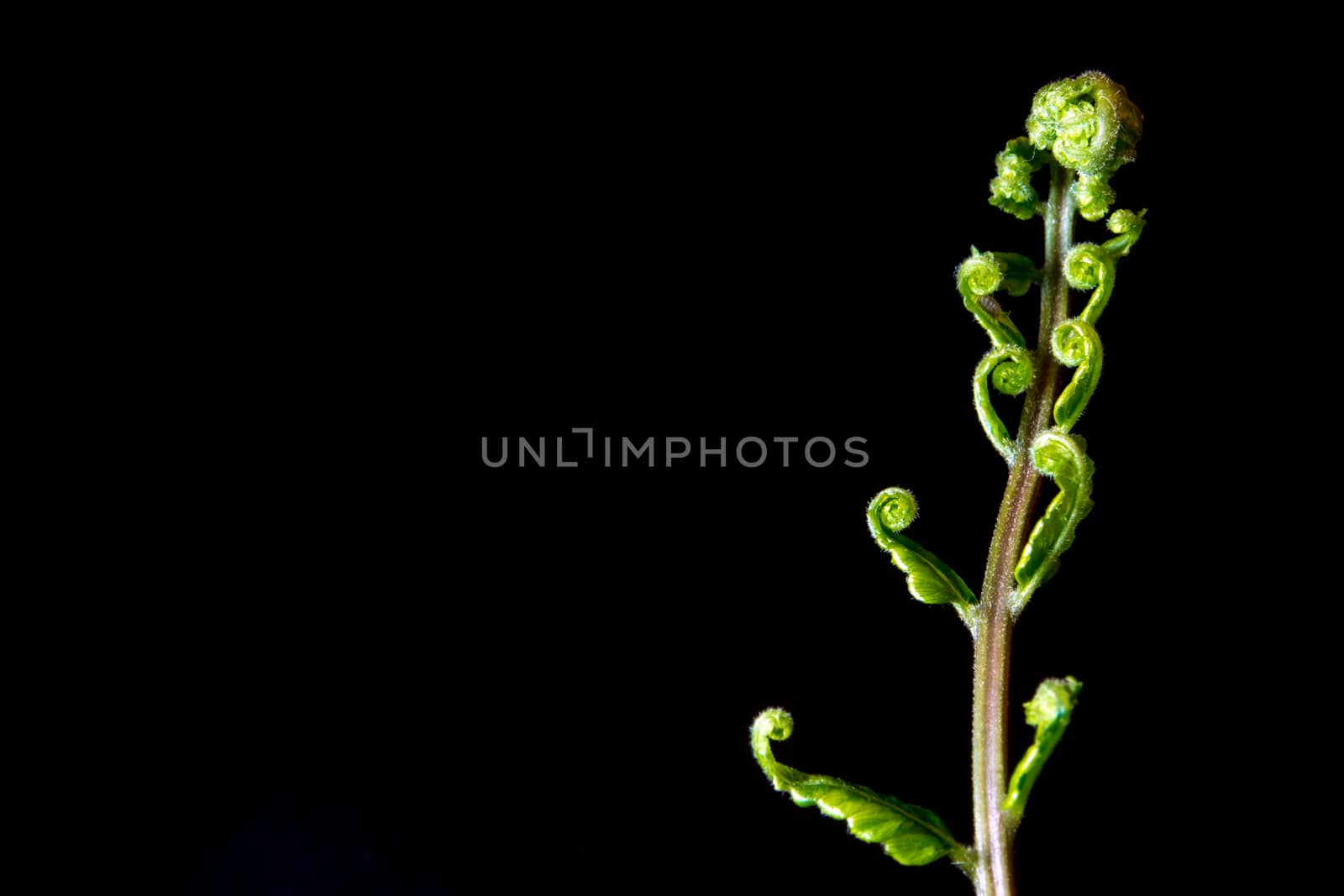 Bud leaf of Fern on black background by Satakorn