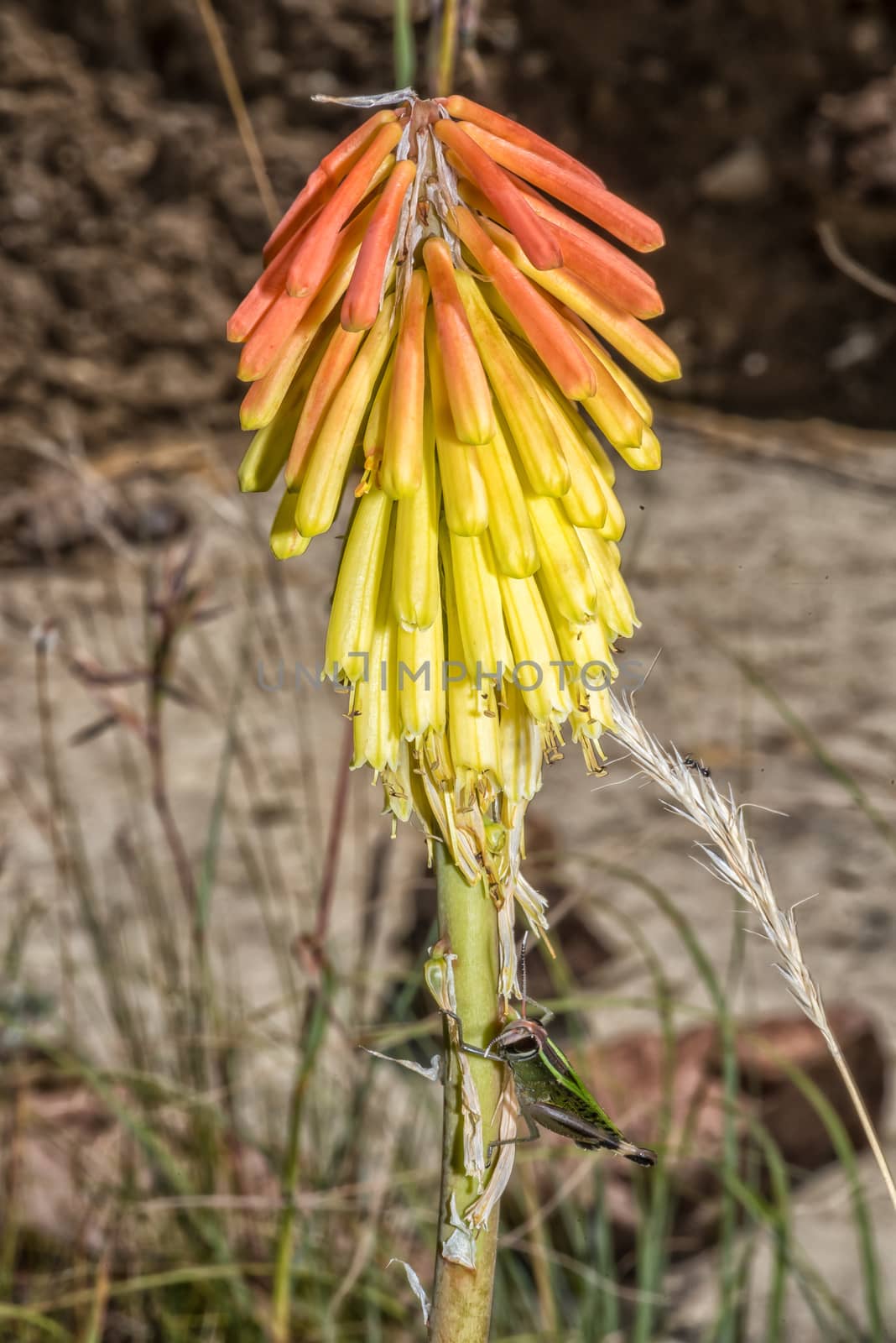 The flower of a Red-hot Poker, Kniphofia porphyrantha, at Golden Gate in the Free State Province. A grasshopper is visible