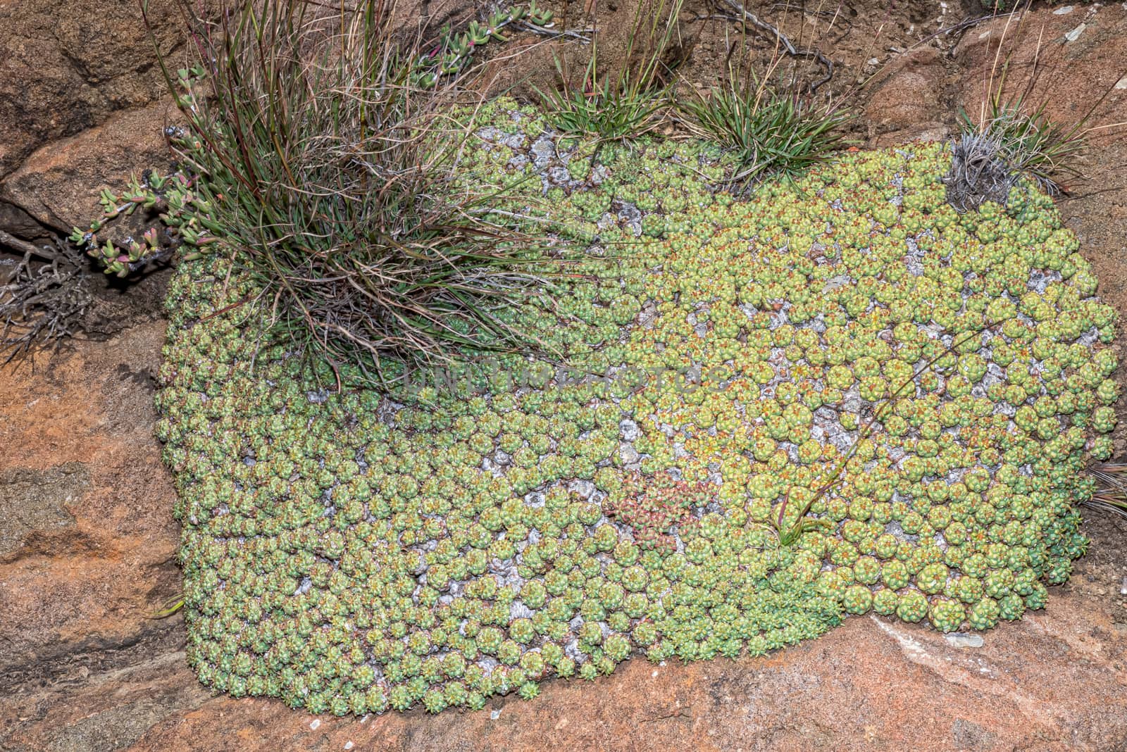 Euphorbia clavarioides, a low growing succulent plant, at Golden Gate in the Free State Province