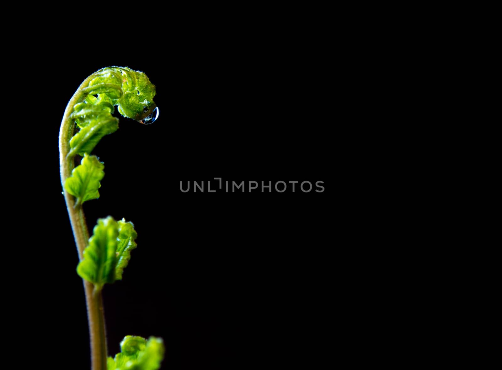 Bud leaf of Fern on black background by Satakorn