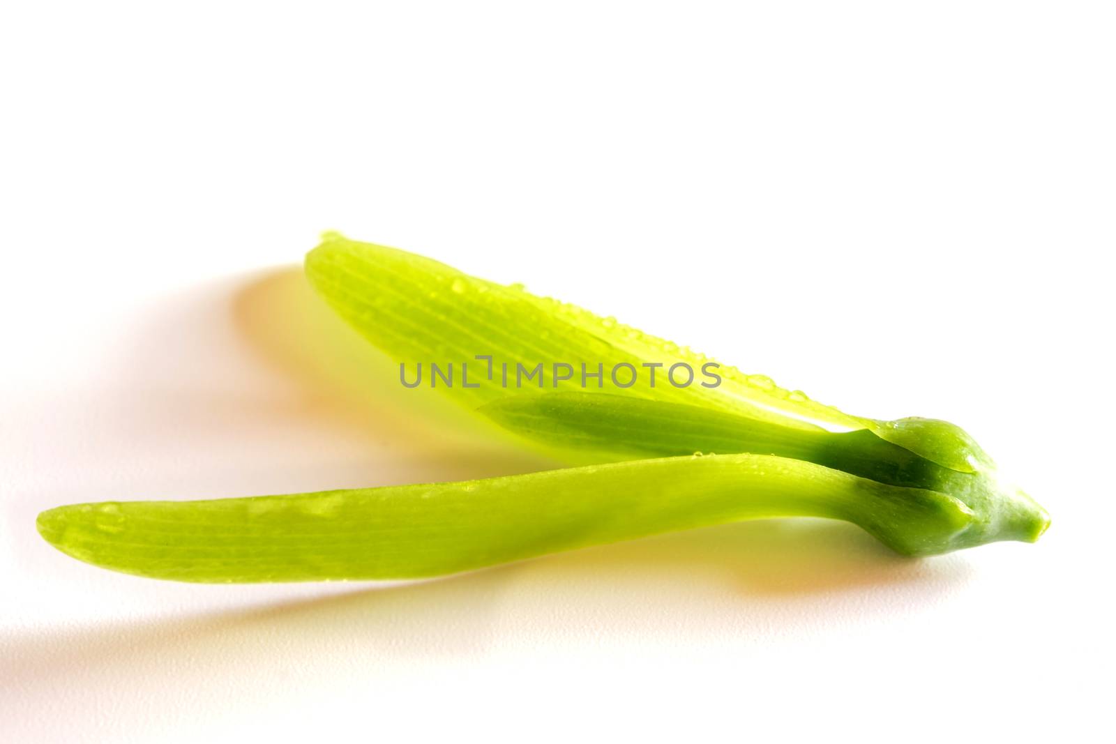 Fragile wing and young seed of White Meranti fall on white floor by Satakorn