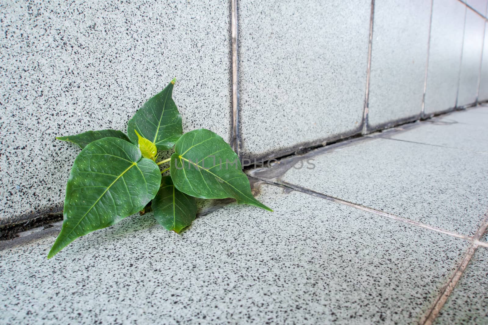 Small Banyan tree Growing up in the building by Satakorn