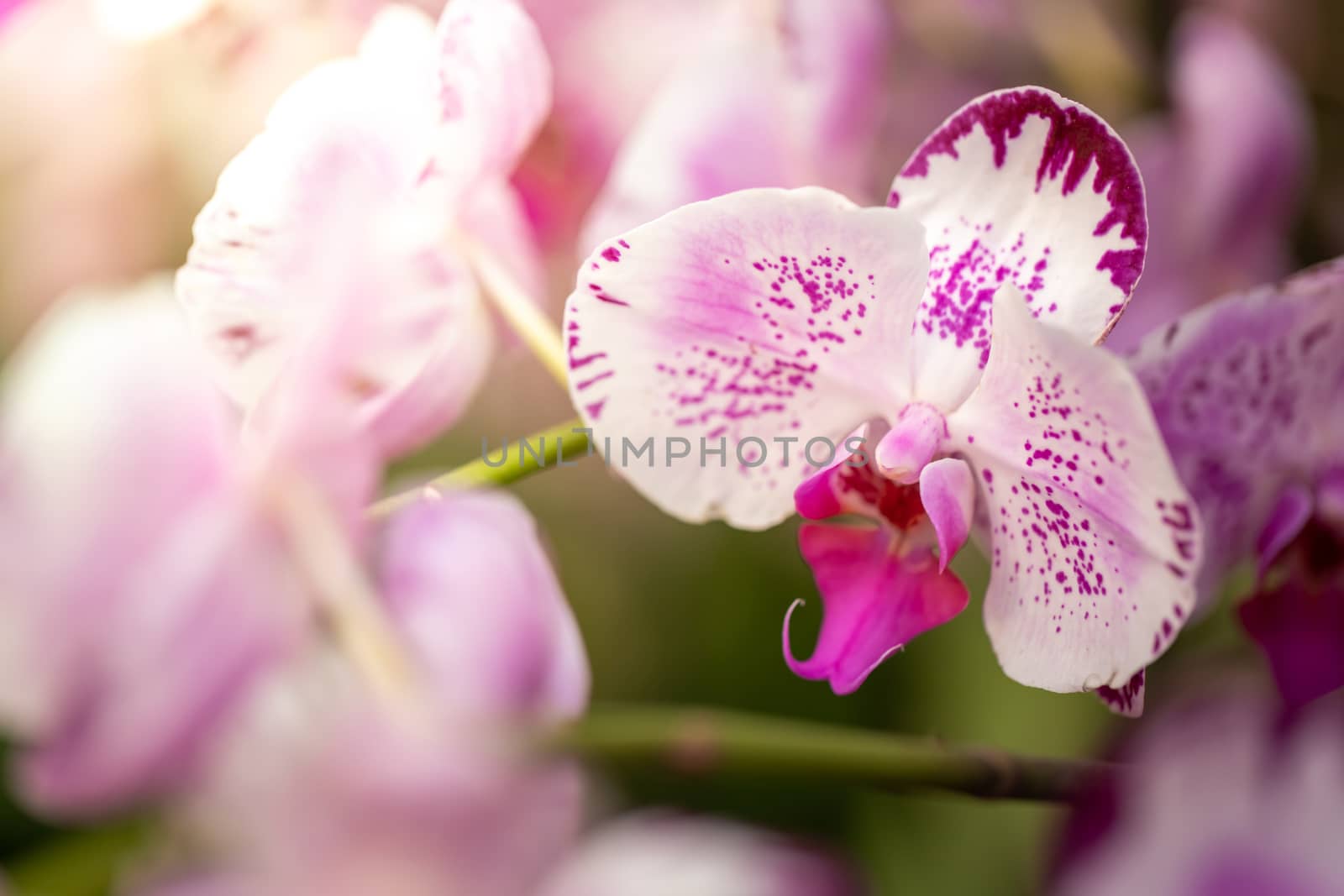 Beautiful blooming orchids in forest, On the bright sunshine