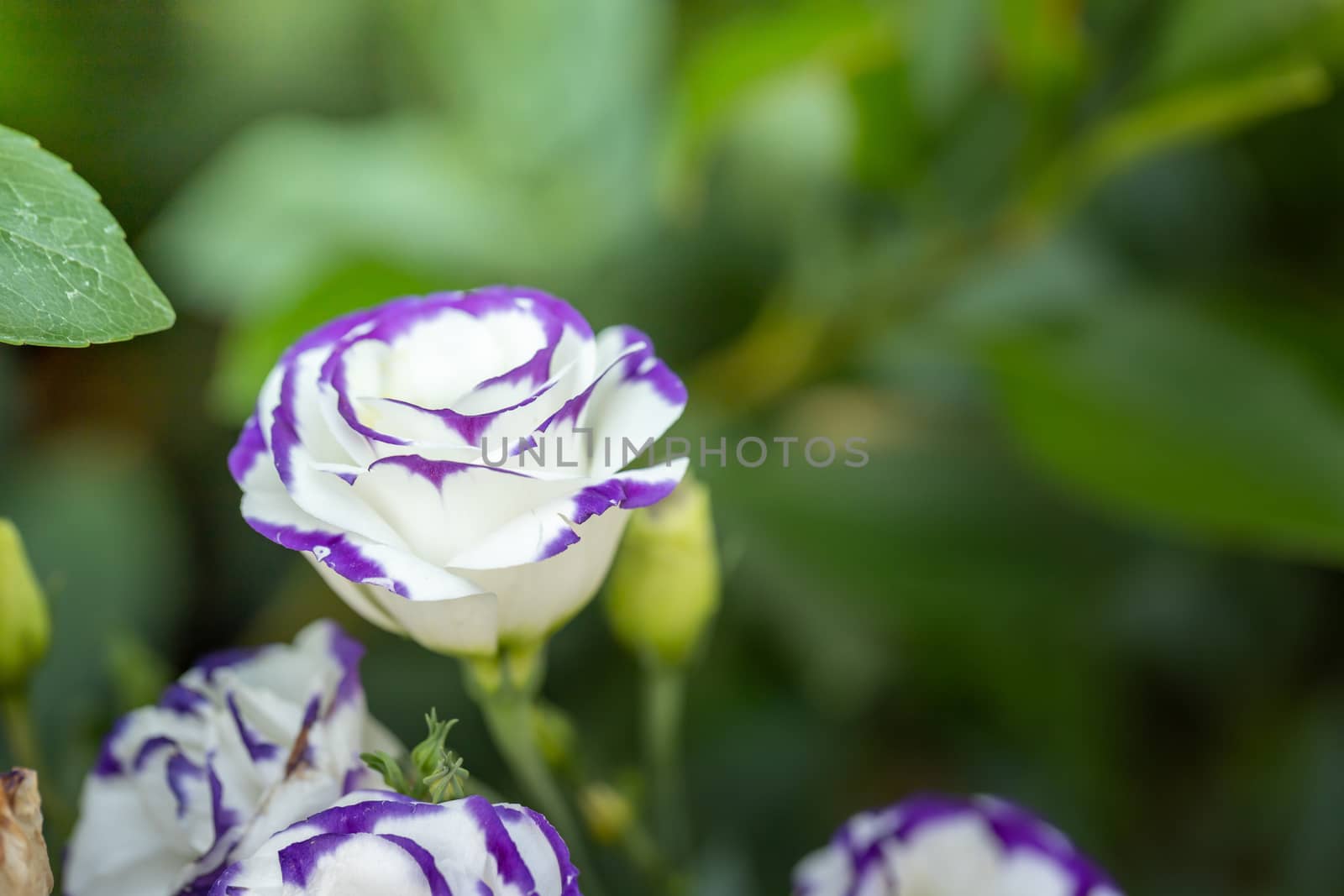 The background image of the colorful flowers, background nature