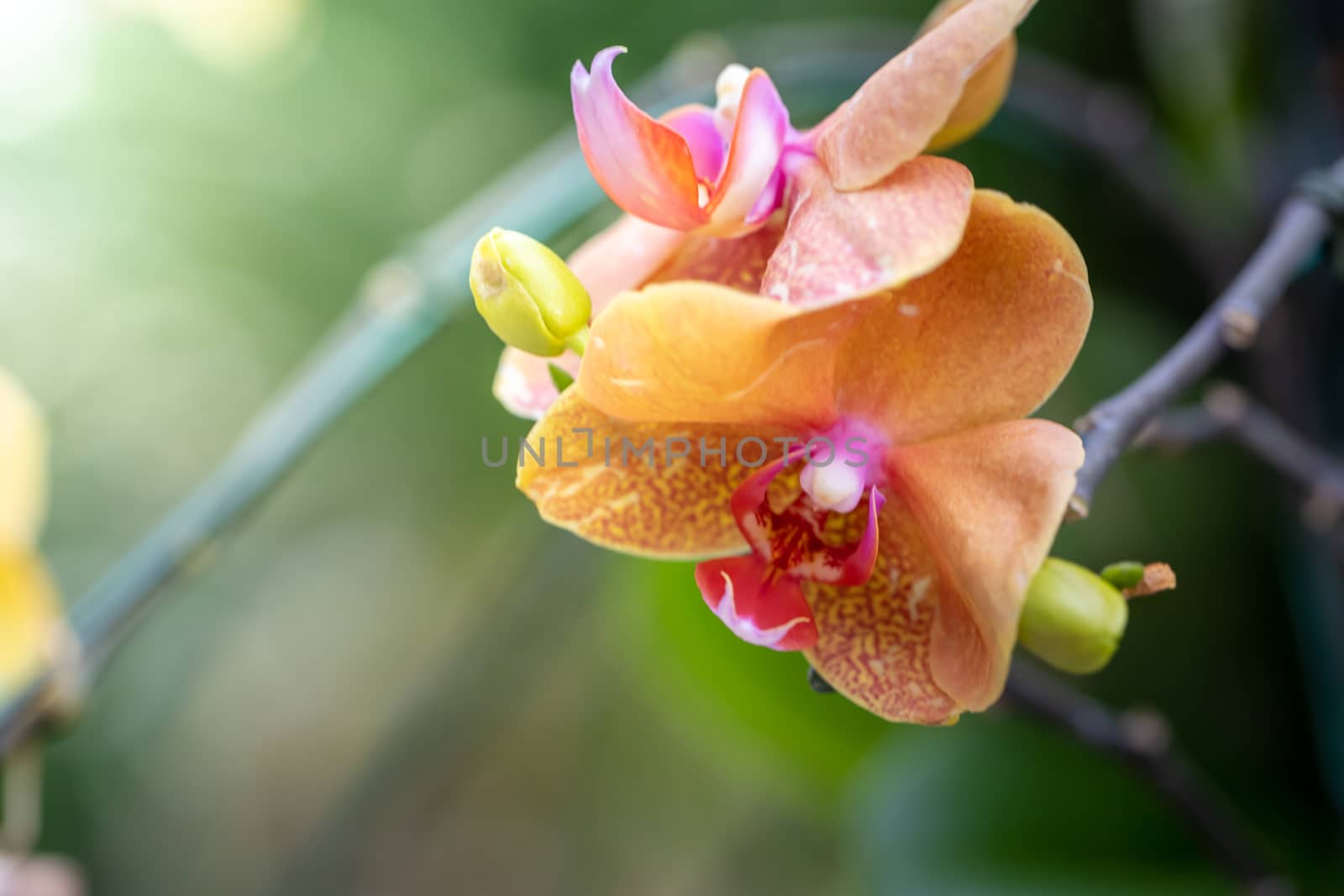 Beautiful blooming orchids in forest, On the bright sunshine