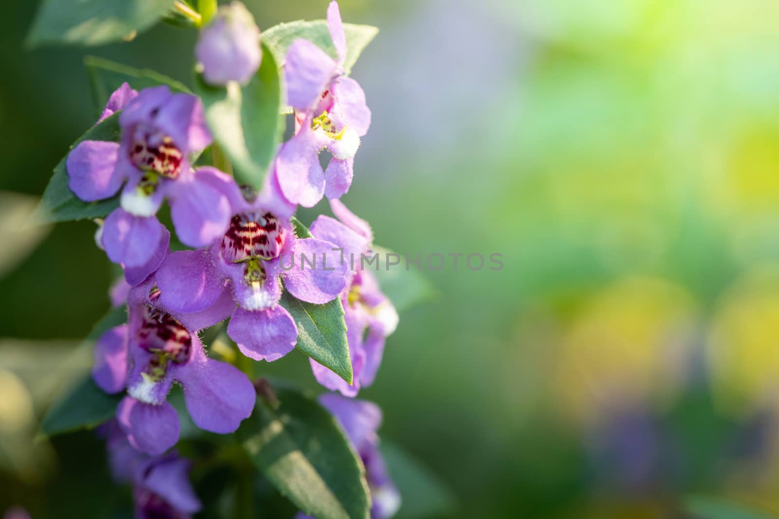The background image of the colorful flowers, background nature