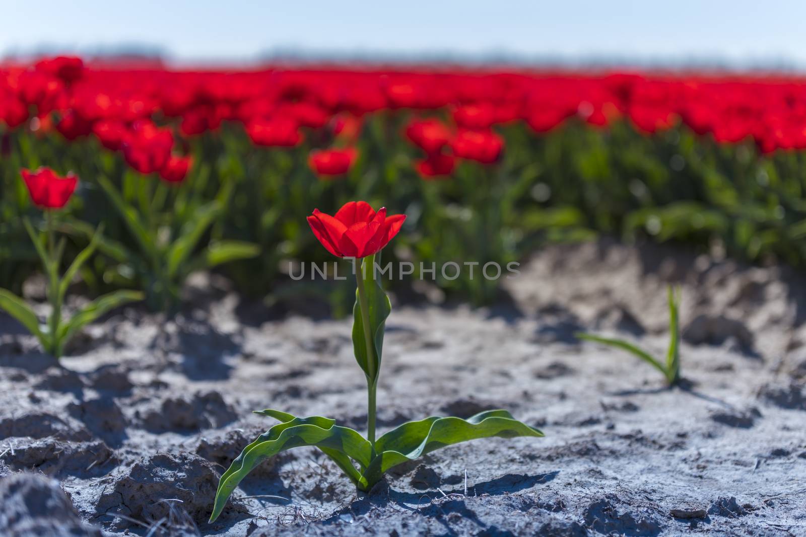 red tulip in front of big tulip field by compuinfoto