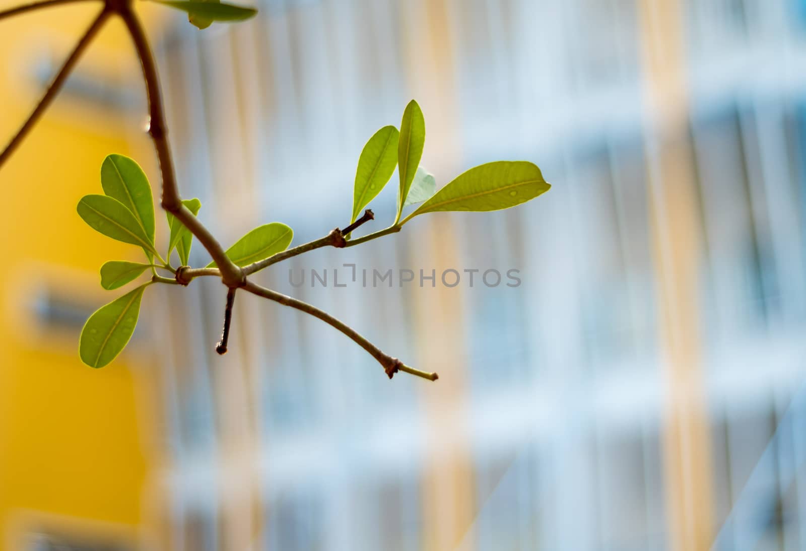Freshness leaves on building background by Satakorn