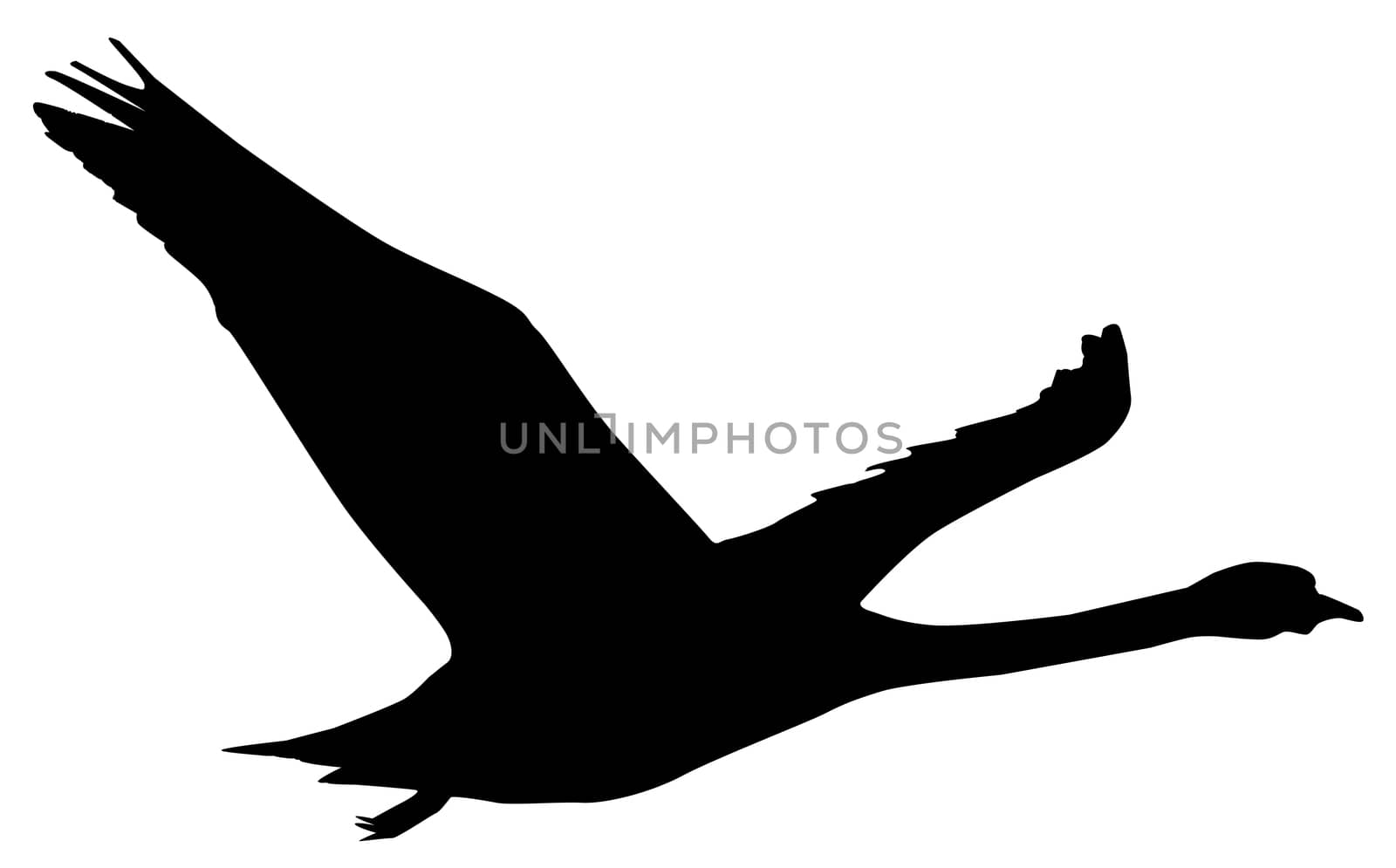 a silouette of a swan flying isolated over white.