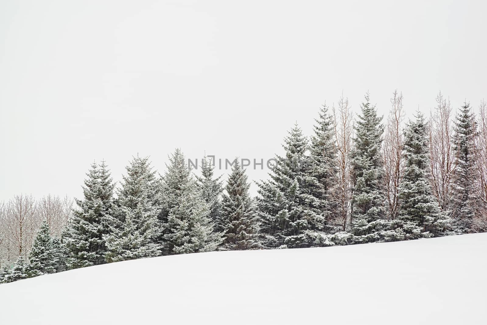 Trees under the snow by LuigiMorbidelli
