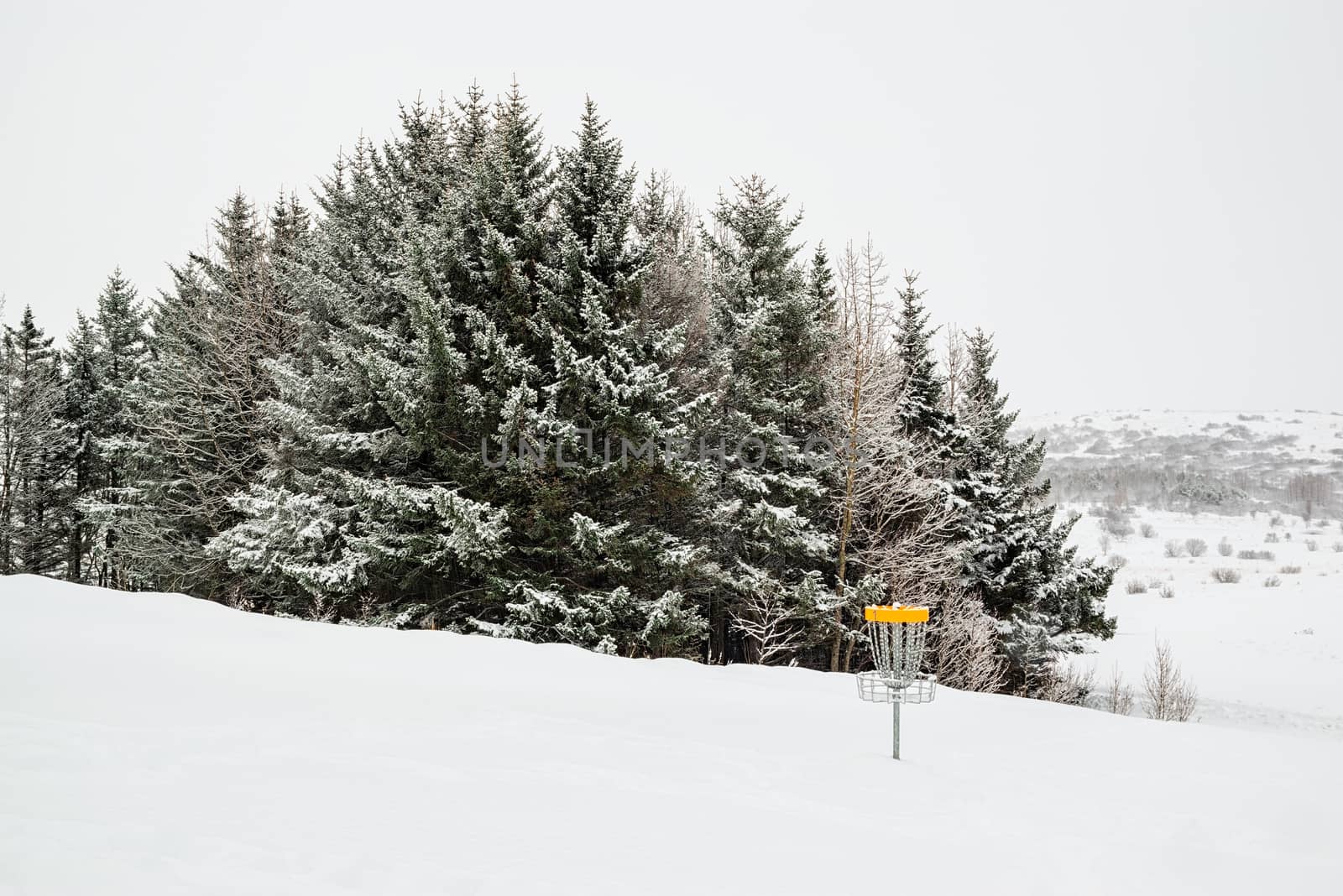 Trees under the snow and disk golf in a winter day in Gardabaer, Iceland