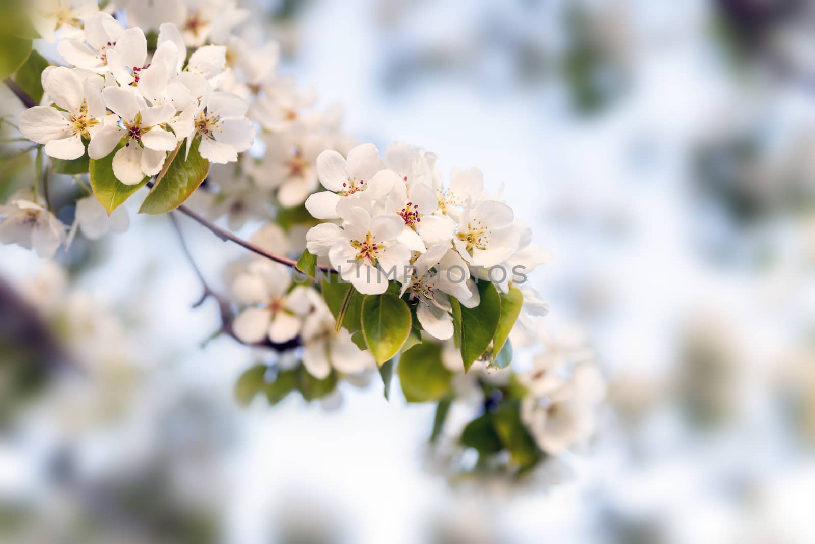 Background of Apple tree branches with white flowers on a spring day.