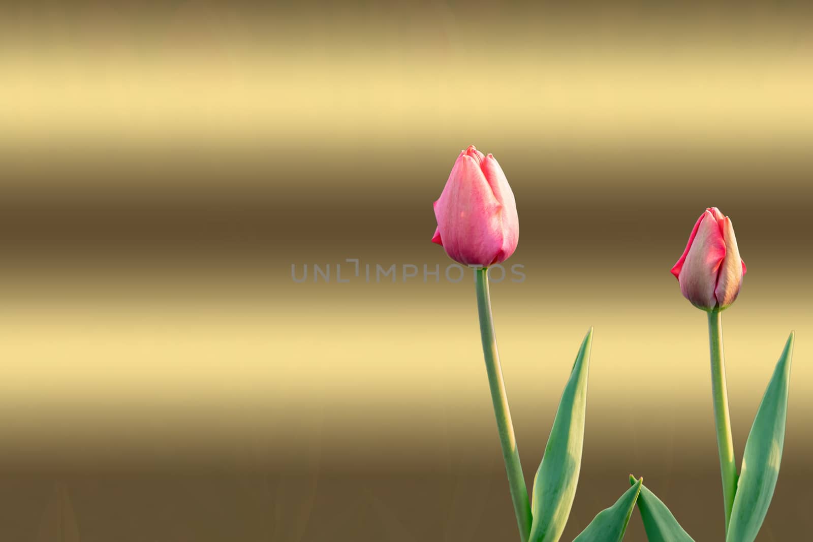 Beautiful pink tulips on a gold background of a postcard. Spring time and mood. Mother's Day greetings, copyspace
