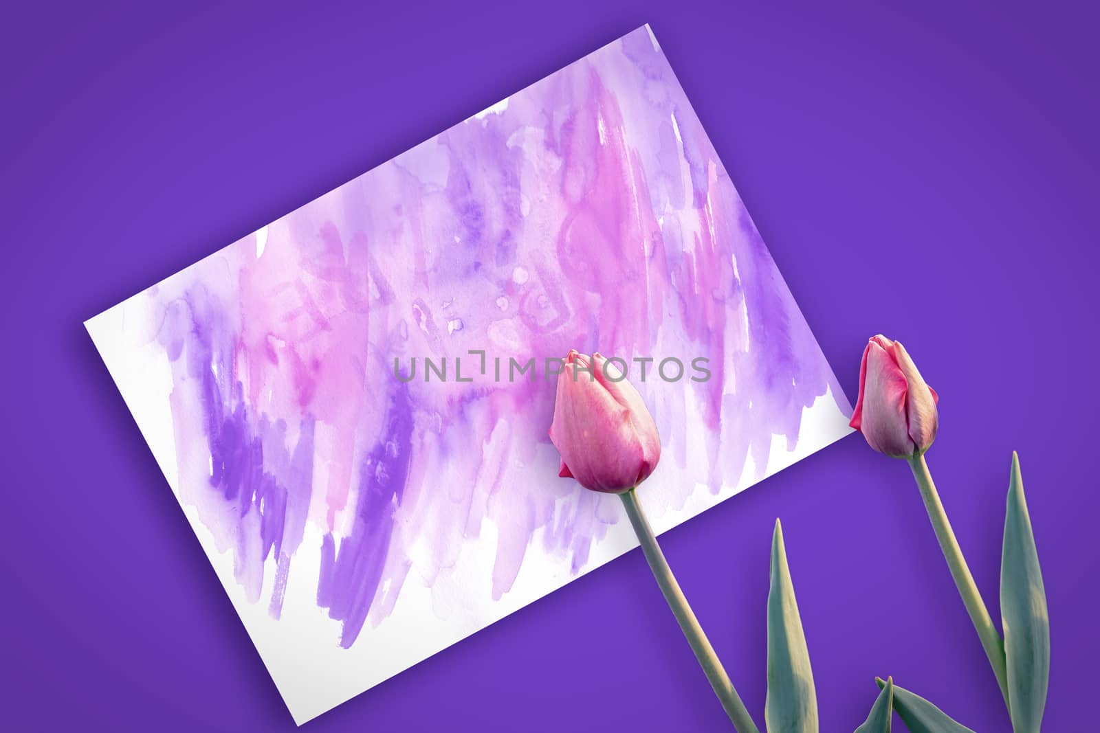 Beautiful pink tulips on a lilac background of a postcard. Spring time and mood.
