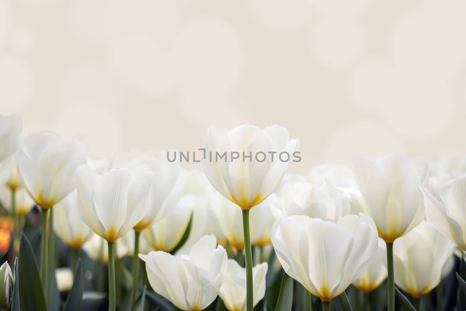 Fresh colorful tulips in warm sunlight. Beautiful white tulips flowerbed closeup. Flower background. Summer garden landscape design.