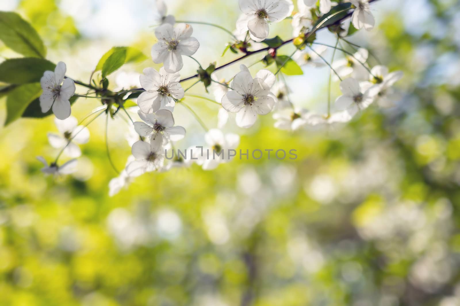 Background of Apple tree branches with white flowers by bonilook