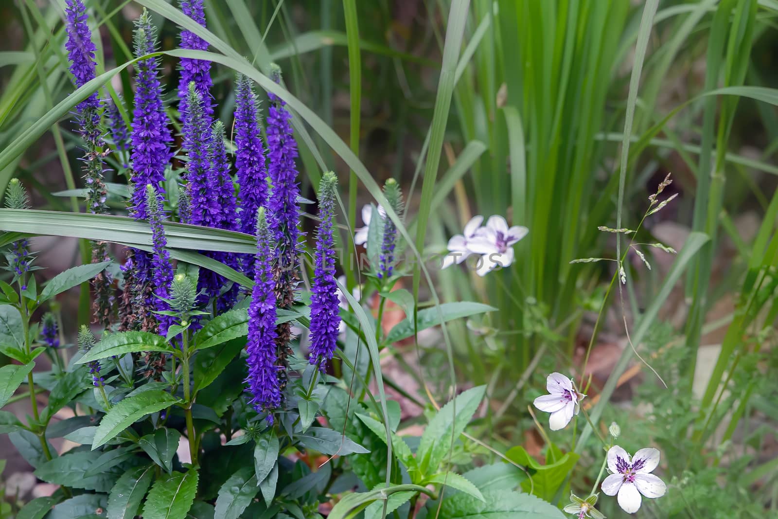 flowers of sage Salvia officinalis. Medicinal plant a shrub that grows in its natural habitat