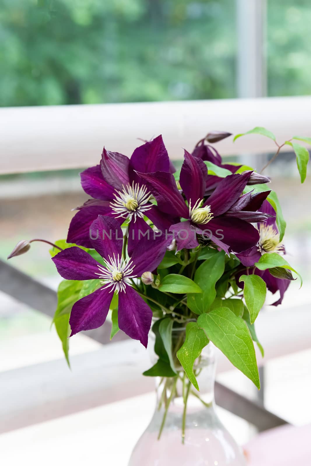 a bouquet of lilac clematis flowers in a glass vase that stands on the window