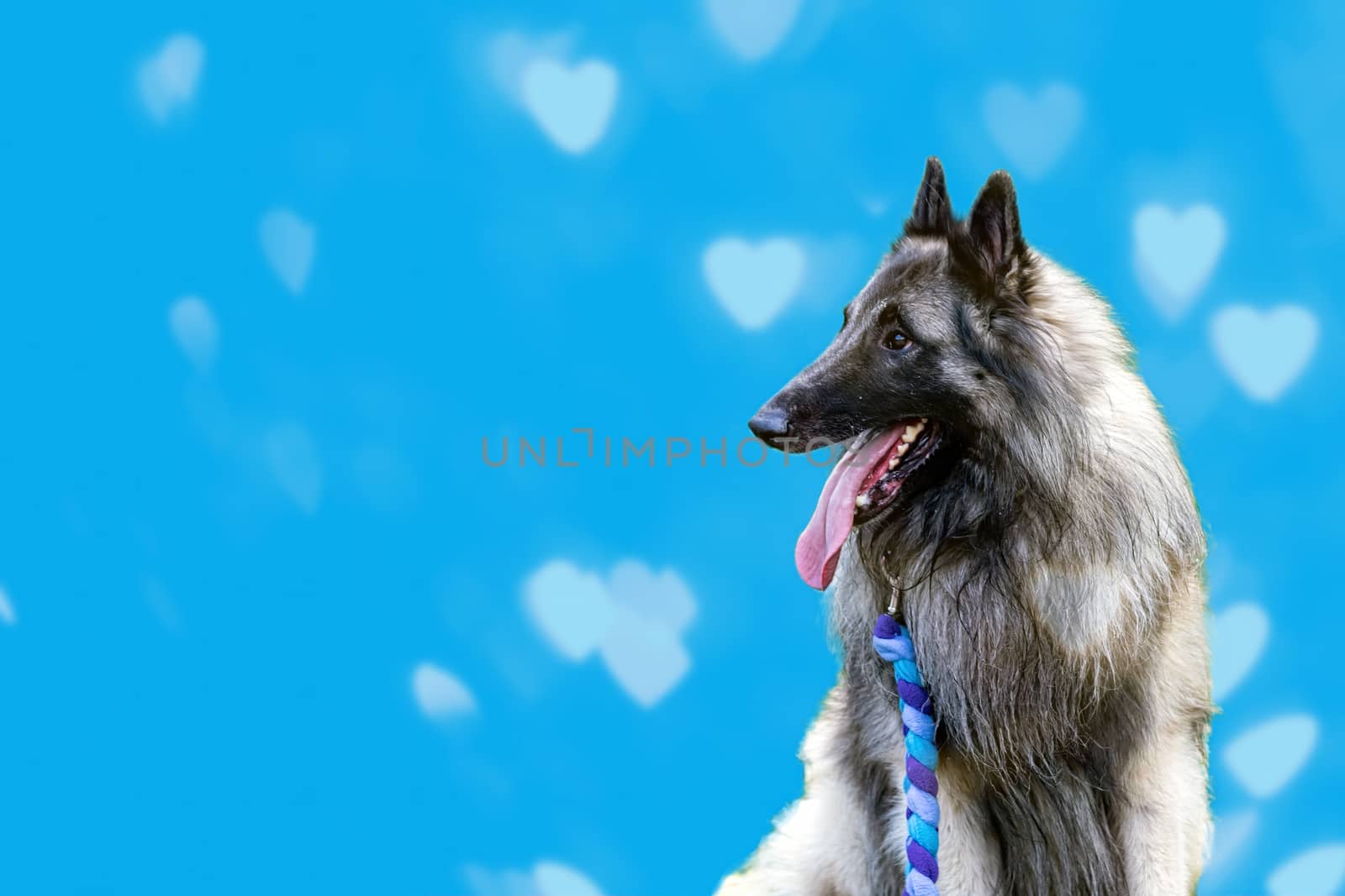 The Belgian shepherd or Tervuren sits and watches intently. Blue background with bokeh with hearts. Copy space for your text