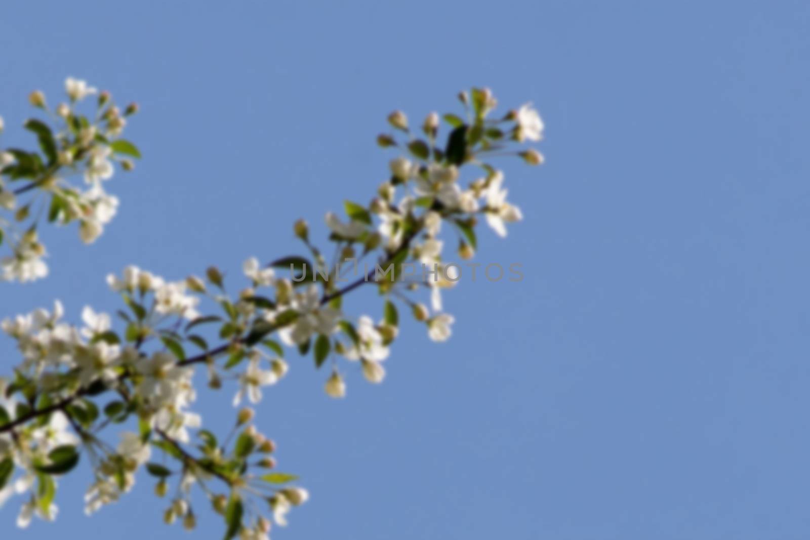 A blurry Background of Apple branches with white flowers against a blue sky on a spring day.