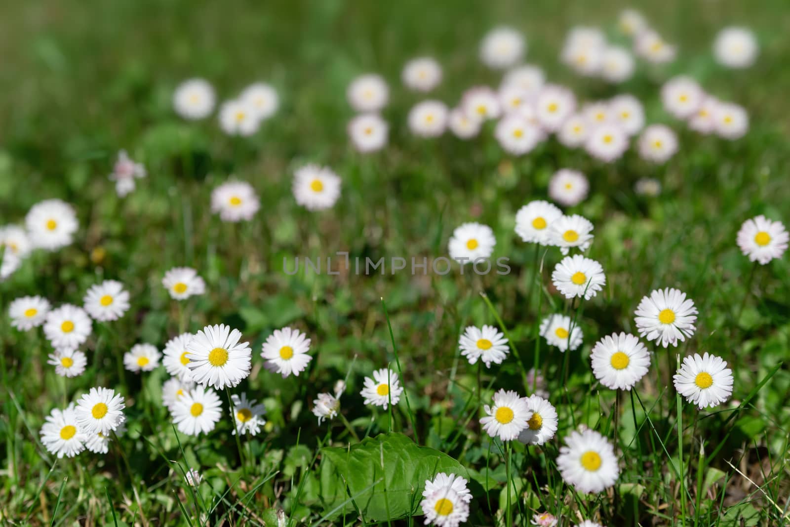 white daisy flowers in green grass by bonilook