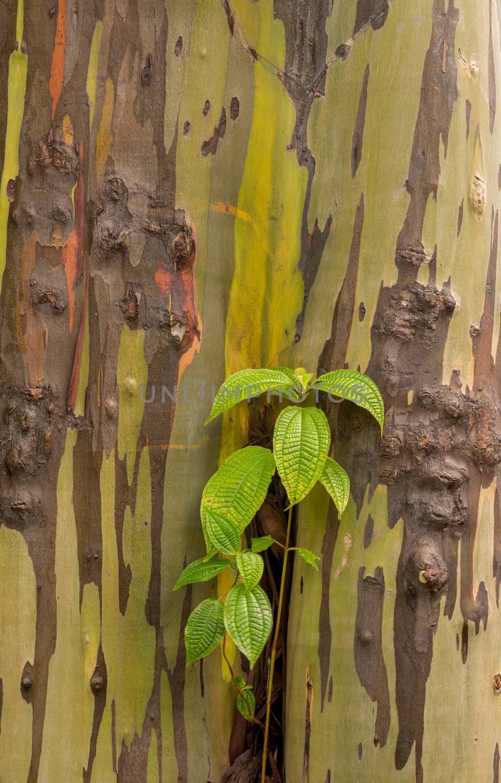 New growth of leaves against the colorful bark of rainbow eucalytpus tree on Kauai