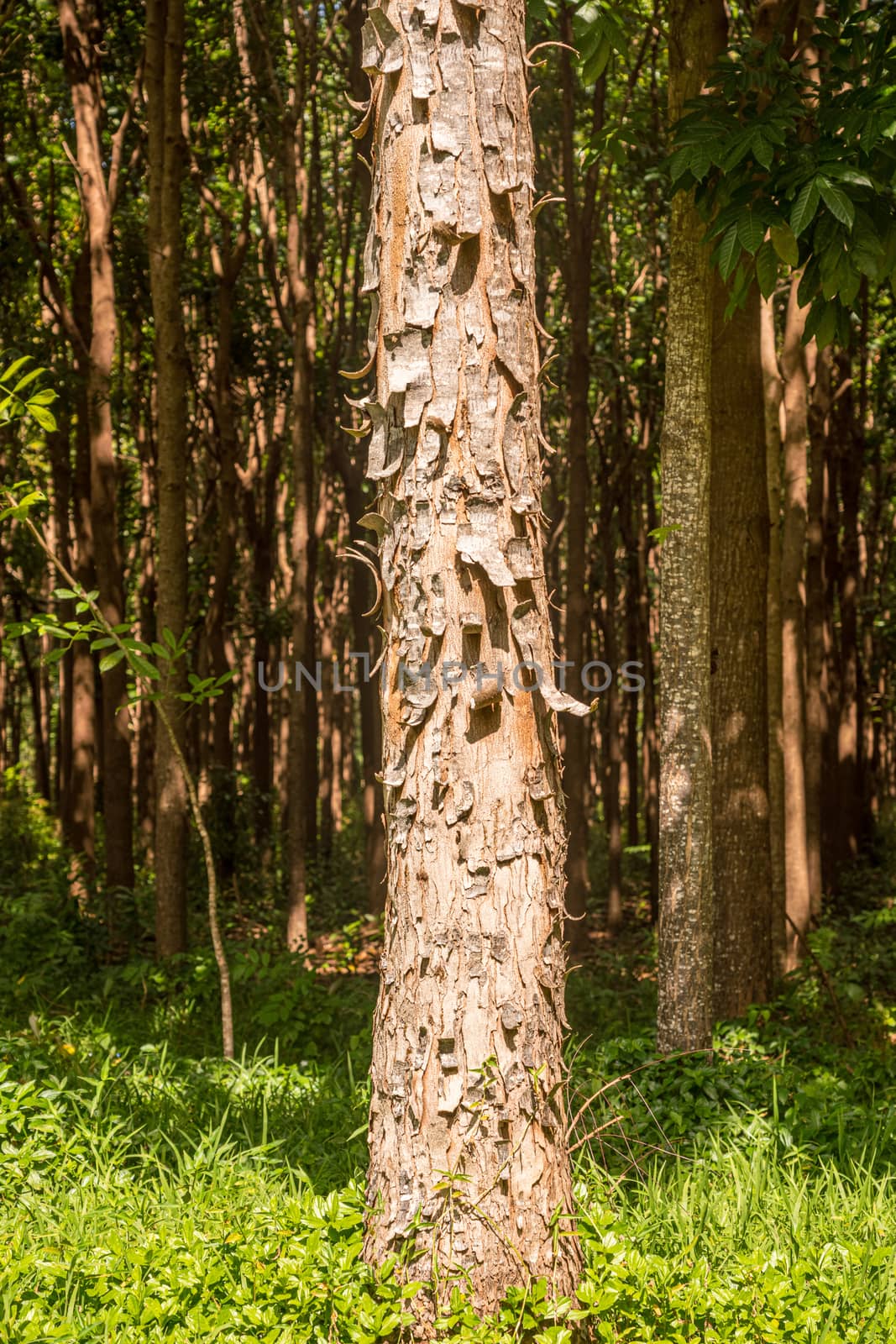 Mahogany plantation and the Wai Koa Loop trail in Kauai, Hawaii by steheap