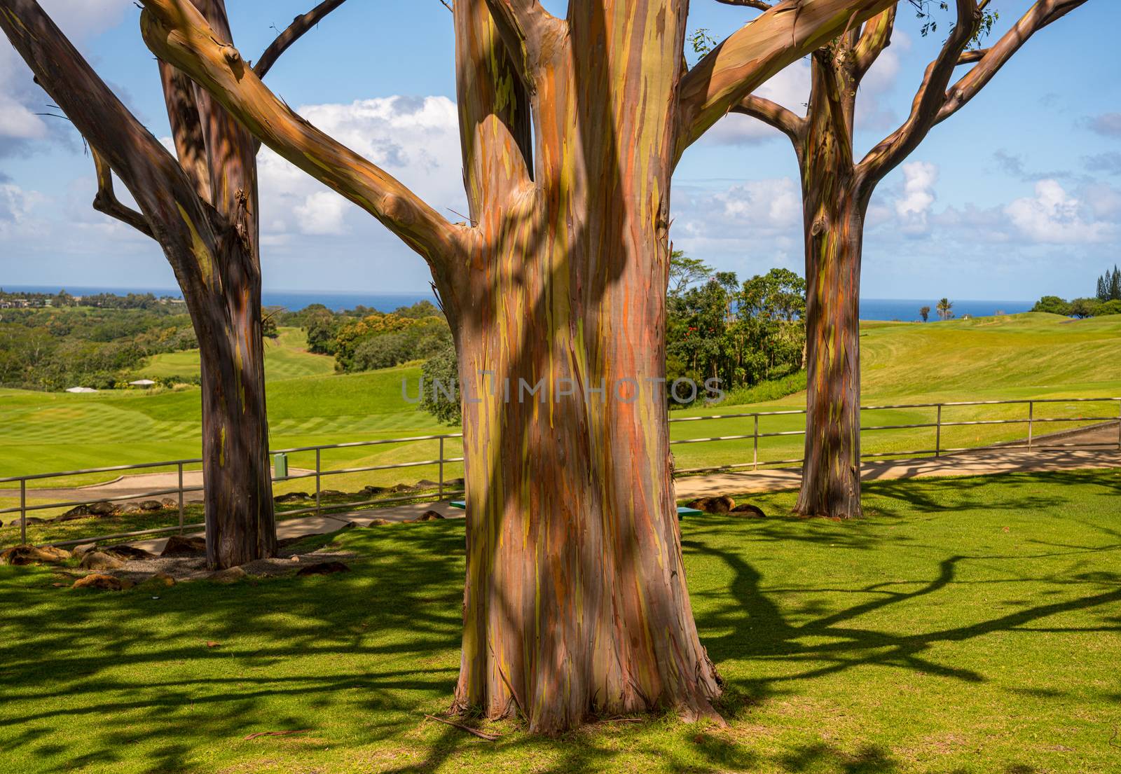 Patterns of branches of the colorful bark of rainbow eucalytpus trees against background of golf course on Kauai