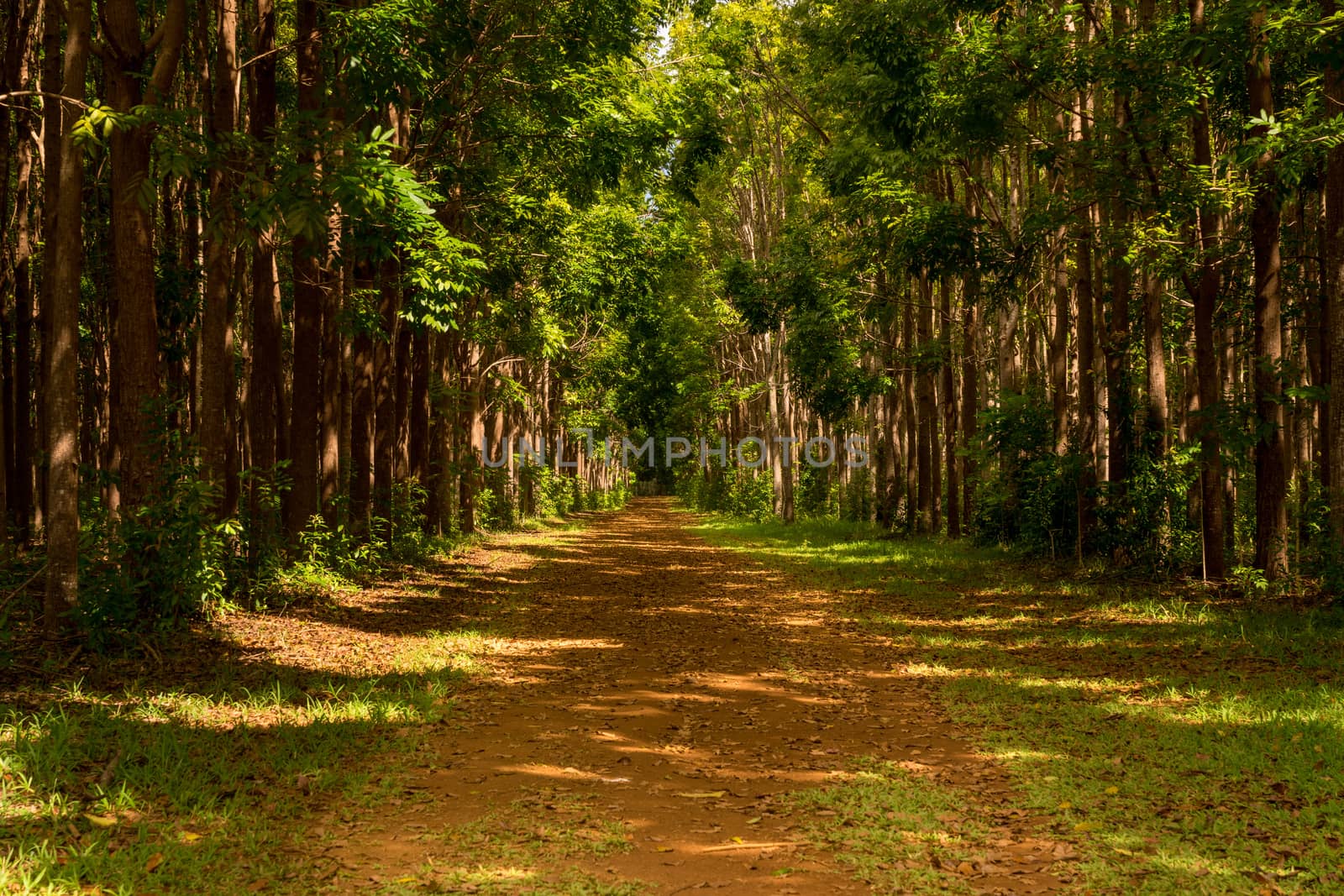 Pathway of the Wai Koa Loop trail or track leads through plantation of Mahogany trees in Kauai, Hawaii, USA