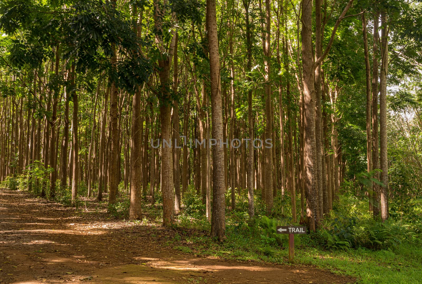 Pathway of the Wai Koa Loop trail or track leads through plantation of Mahogany trees in Kauai, Hawaii, USA