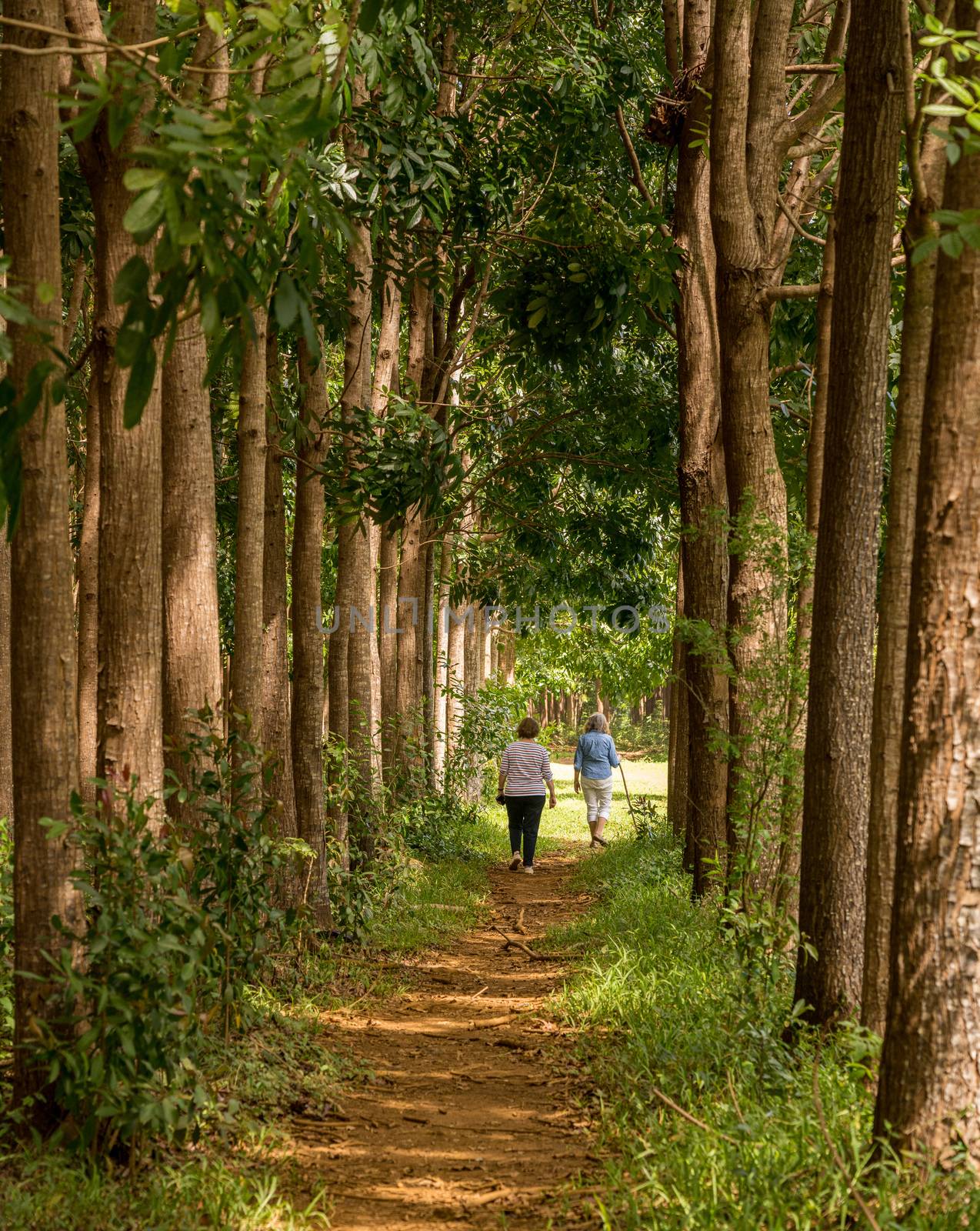 Hikers walk through the mahogany plantation and the Wai Koa Loop trail in Kauai, Hawaii by steheap
