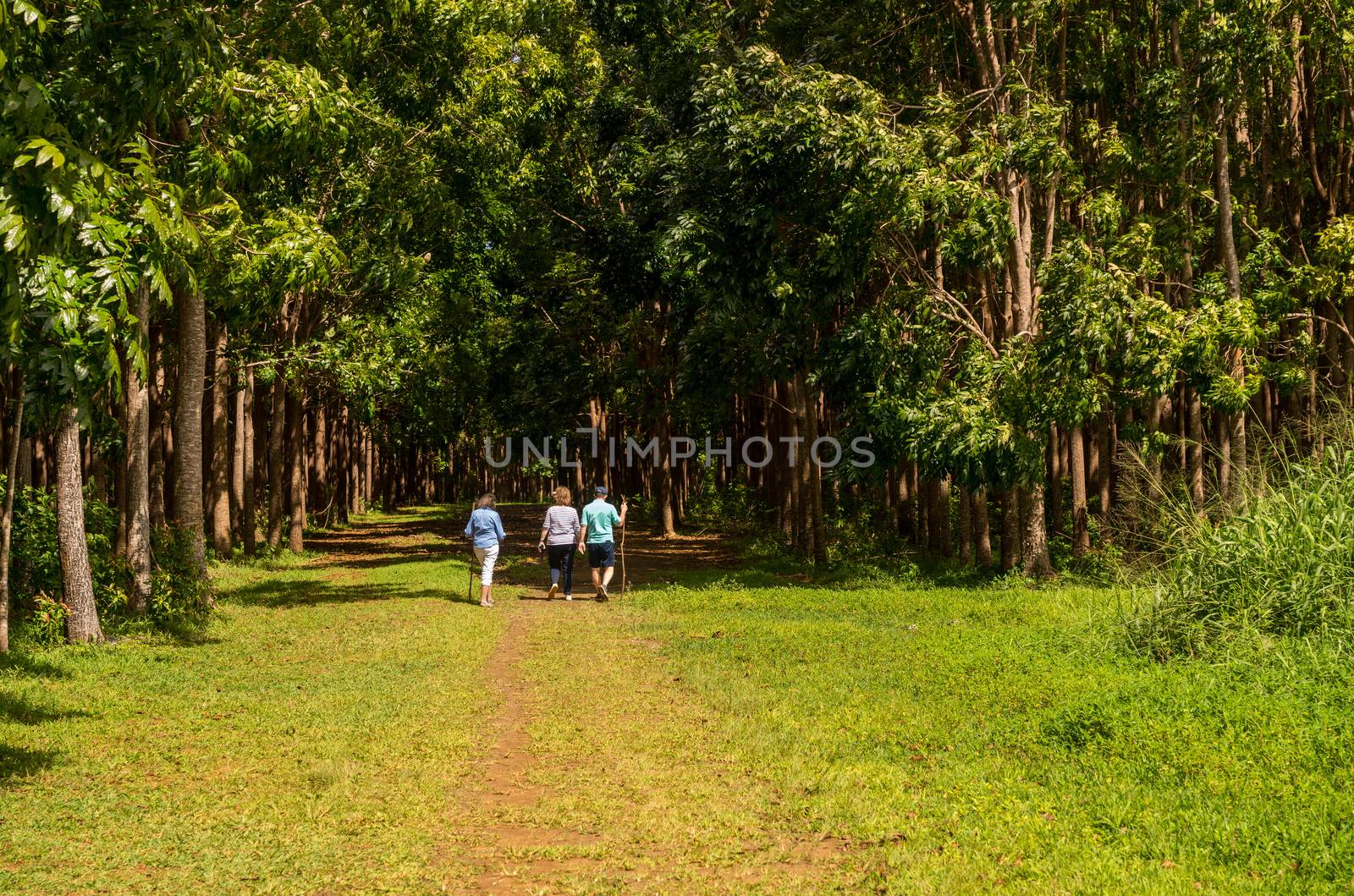 Senior adults walking on the Wai Koa Loop trail or track leads through plantation of Mahogany trees in Kauai, Hawaii, USA