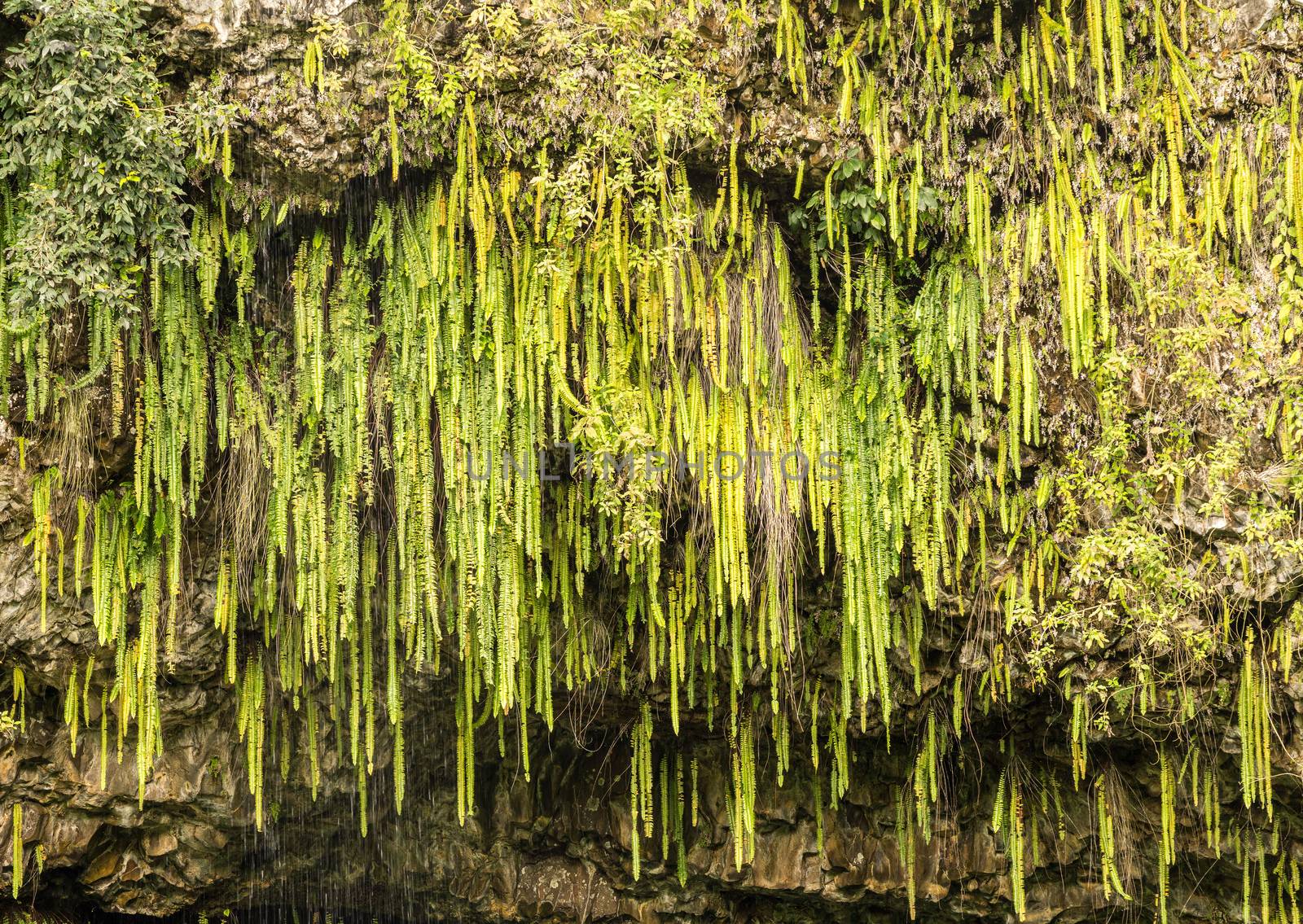 Detail of the ferns and other plants hanging from rocks at Fern Grotto on Wailua river in Kauai