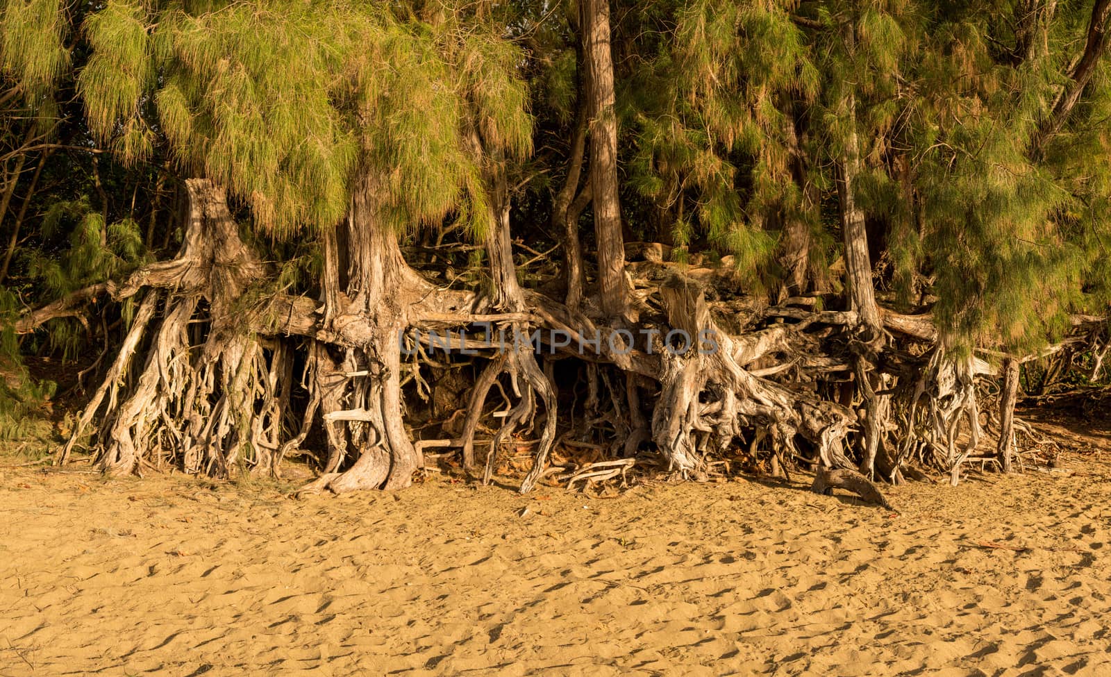 Panoramic view of the erosion to Ke'e beach caused by sea waves under trees and root structure in the sand