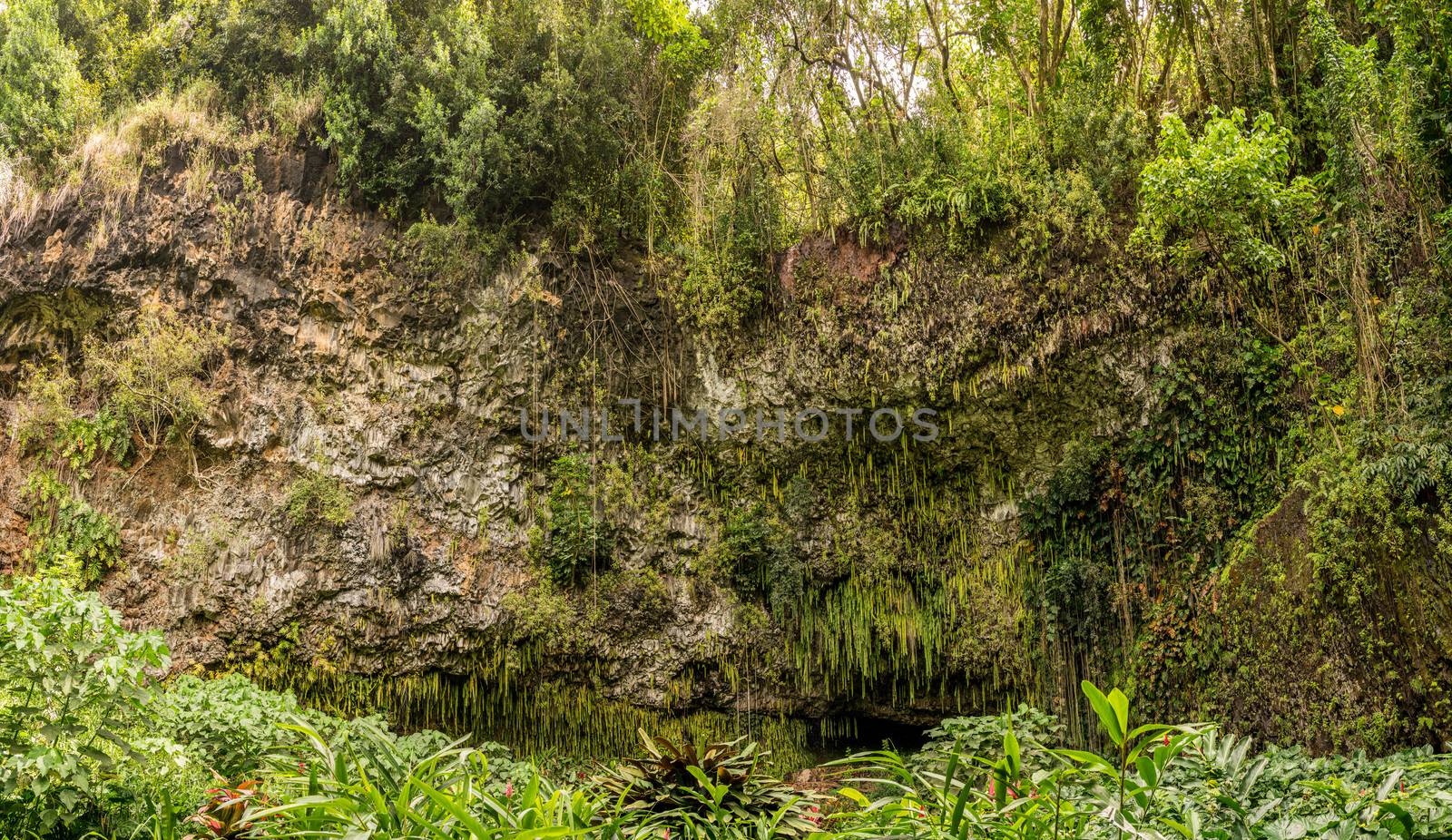 Panorama of the ferns and other plants hanging from rocks at Fern Grotto on Wailua river in Kauai