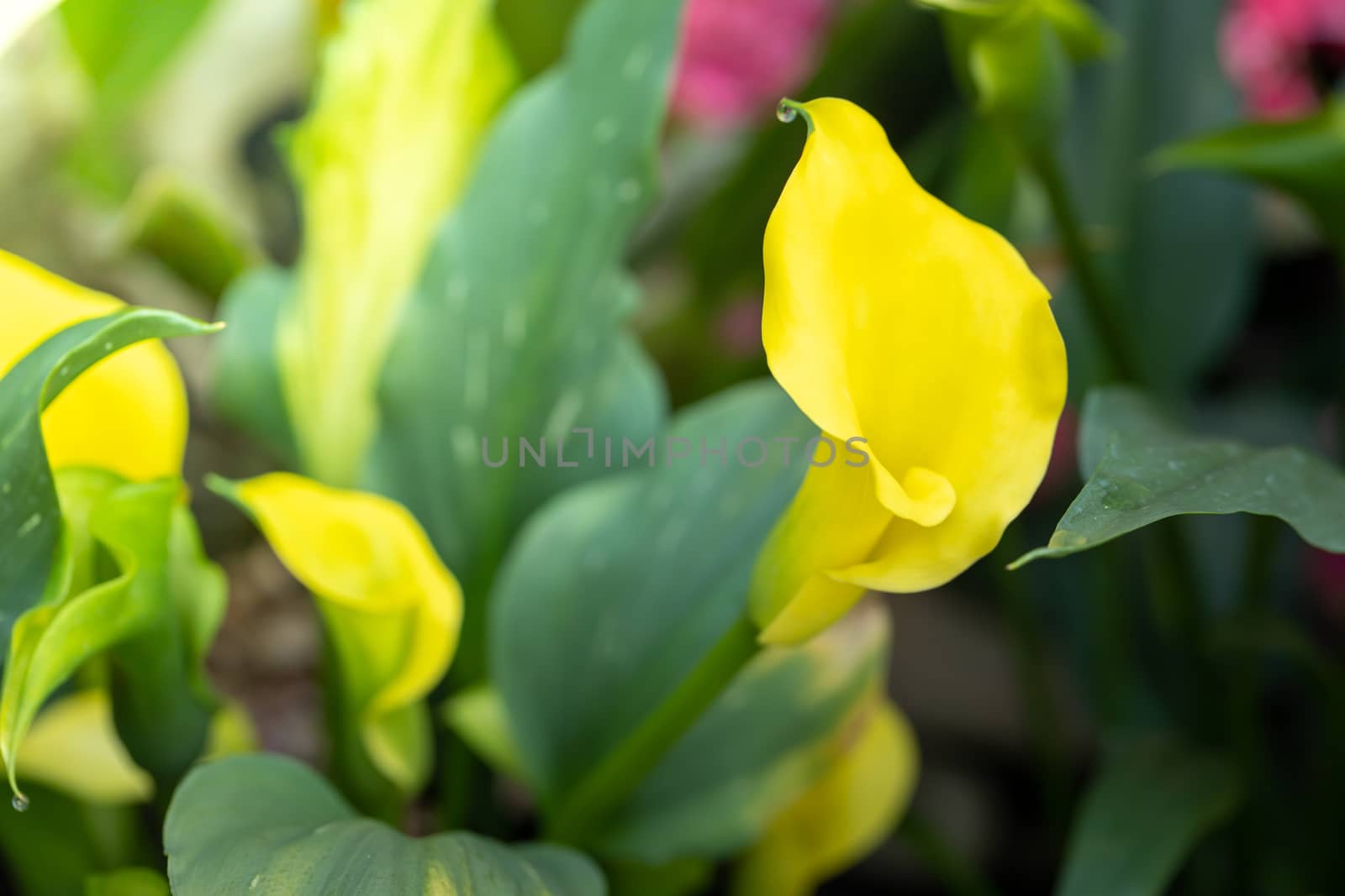 The background image of the colorful flowers, background nature
